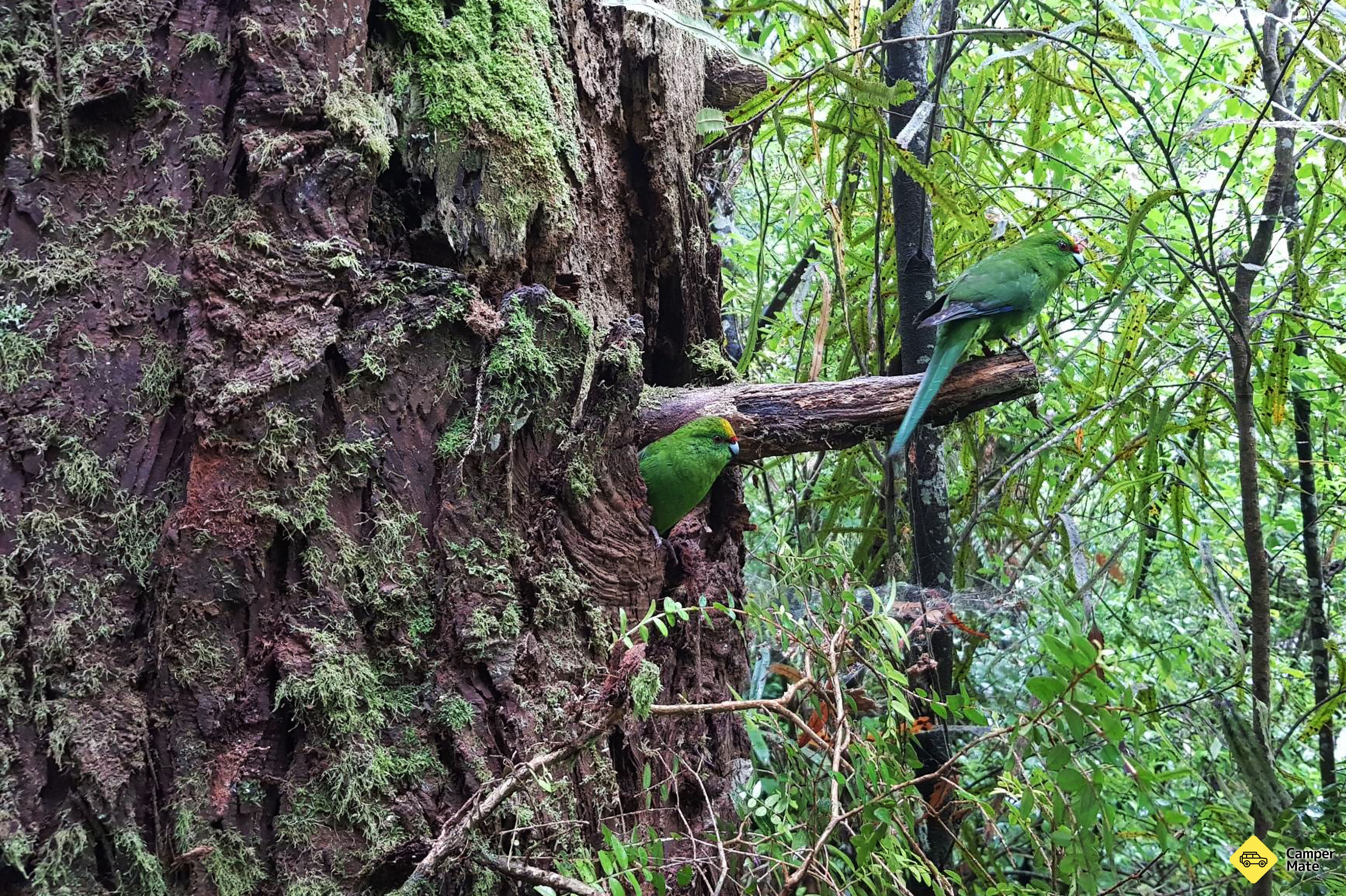 เมือง Pukaha National Wildlife Centre & Camp - Image 2