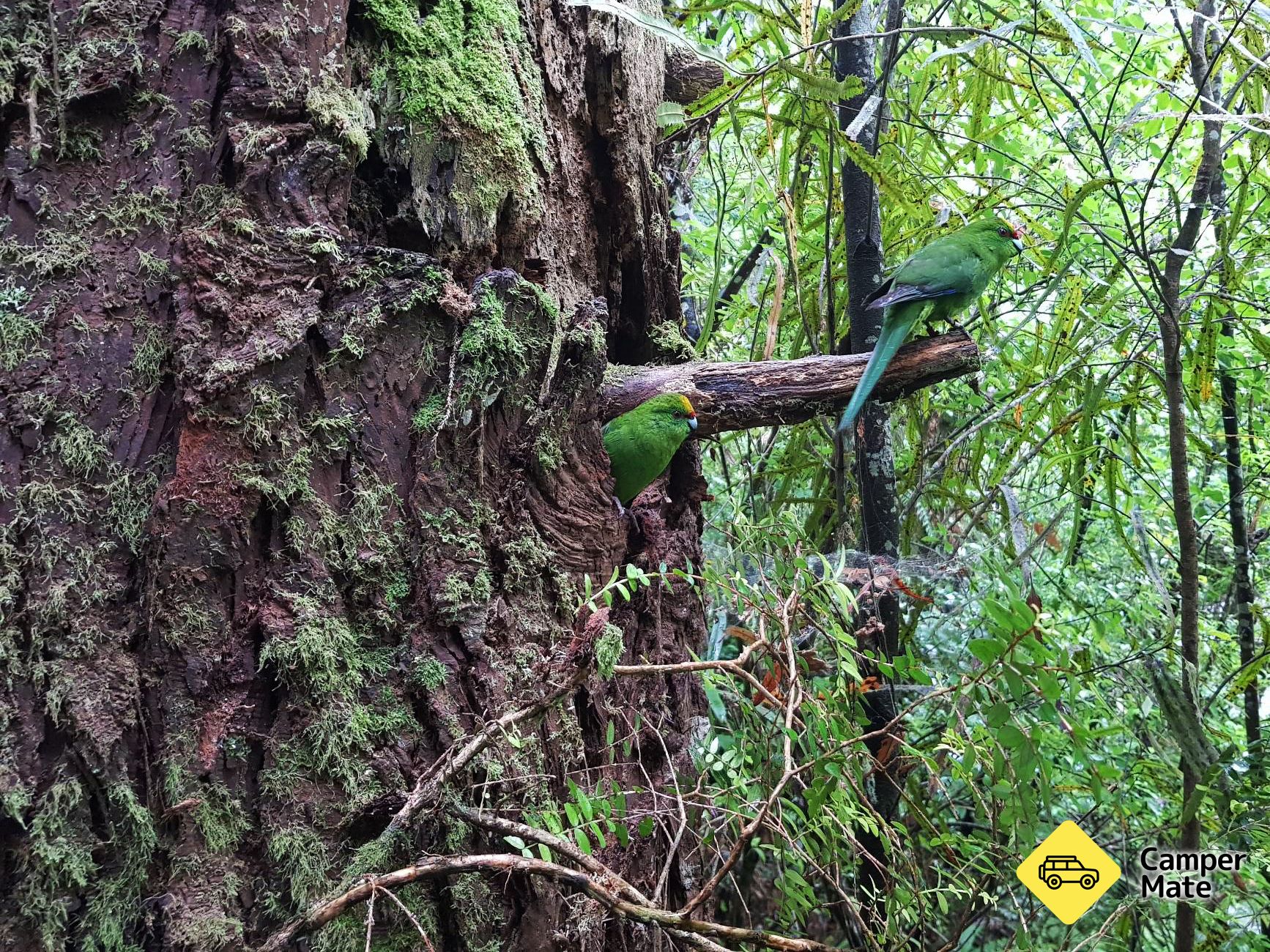 เมือง Pukaha National Wildlife Centre & Camp - Image 2