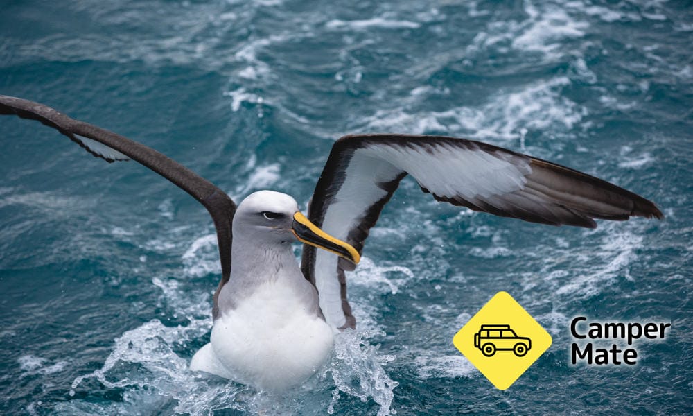 Ontdek de omgeving van Otago Peninsula Wildlife Cruise - Image 3