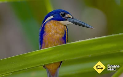 Kakadu Bird Week