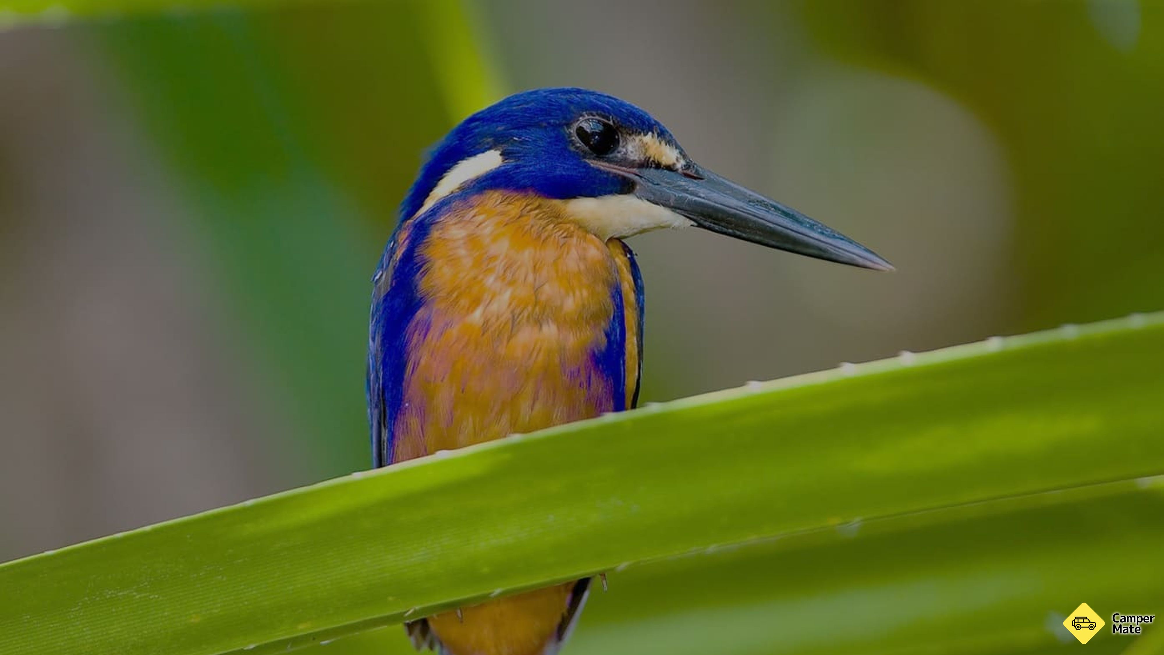 Kakadu Bird Week