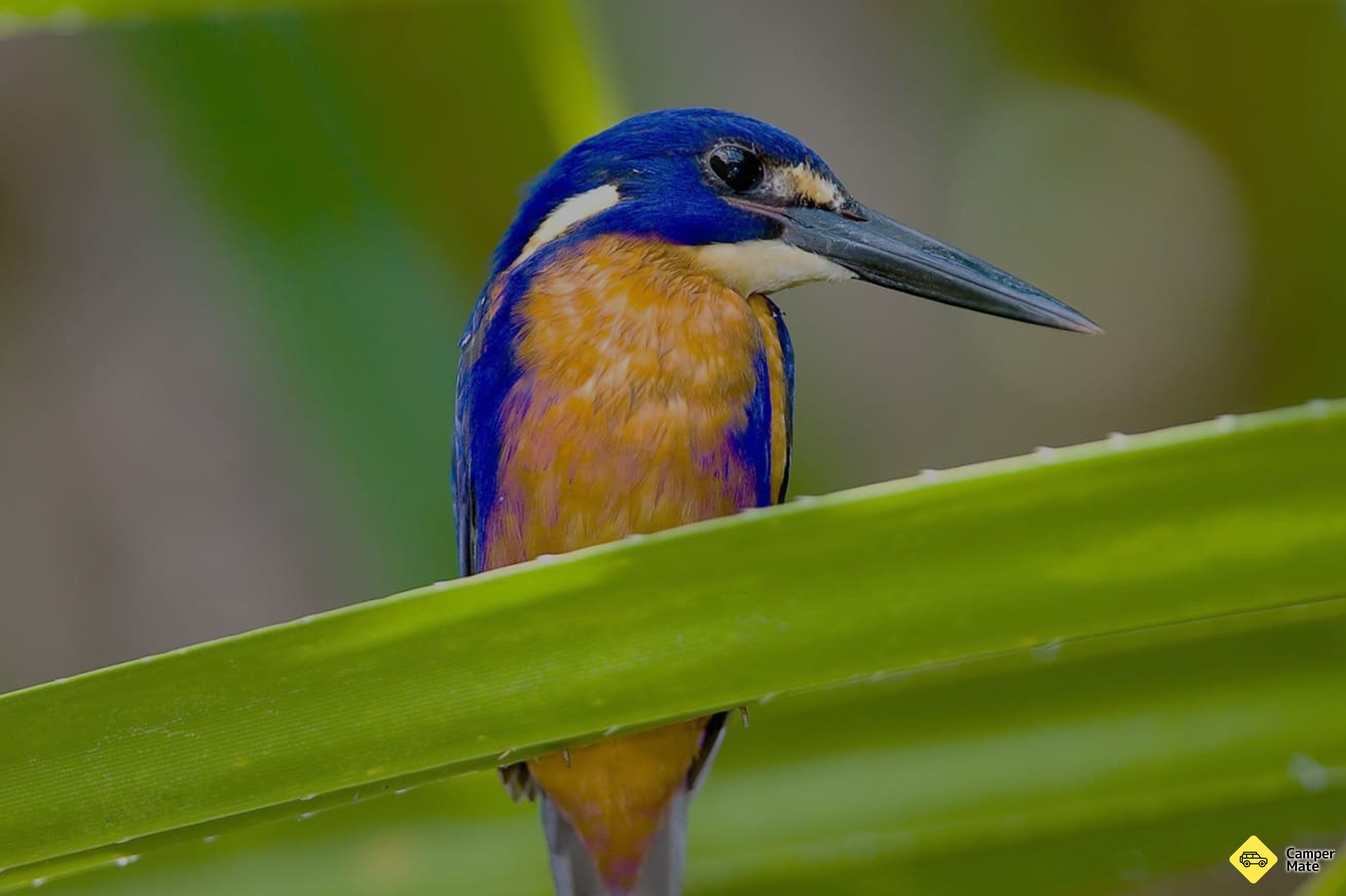 Kakadu Bird Week