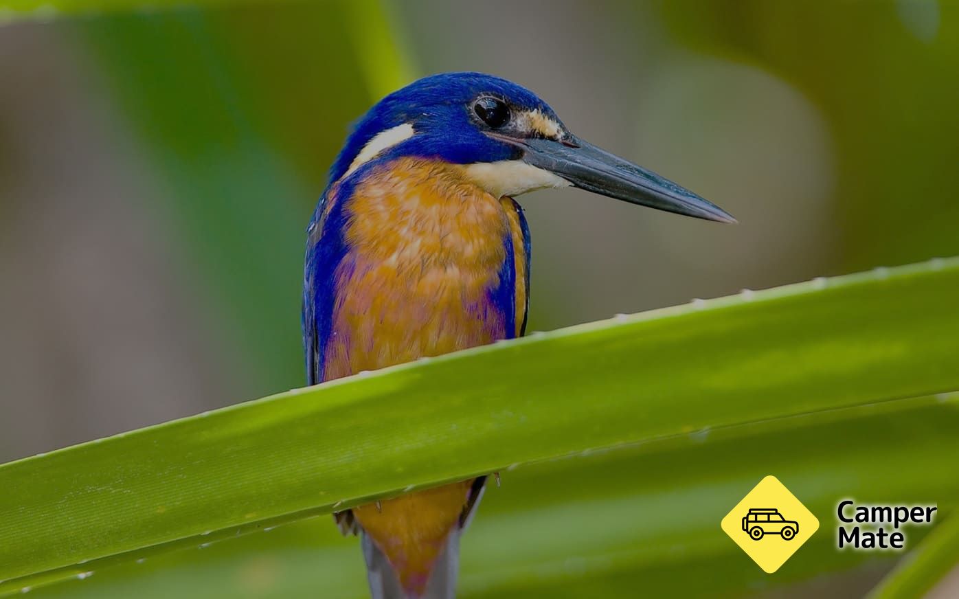 Kakadu Bird Week