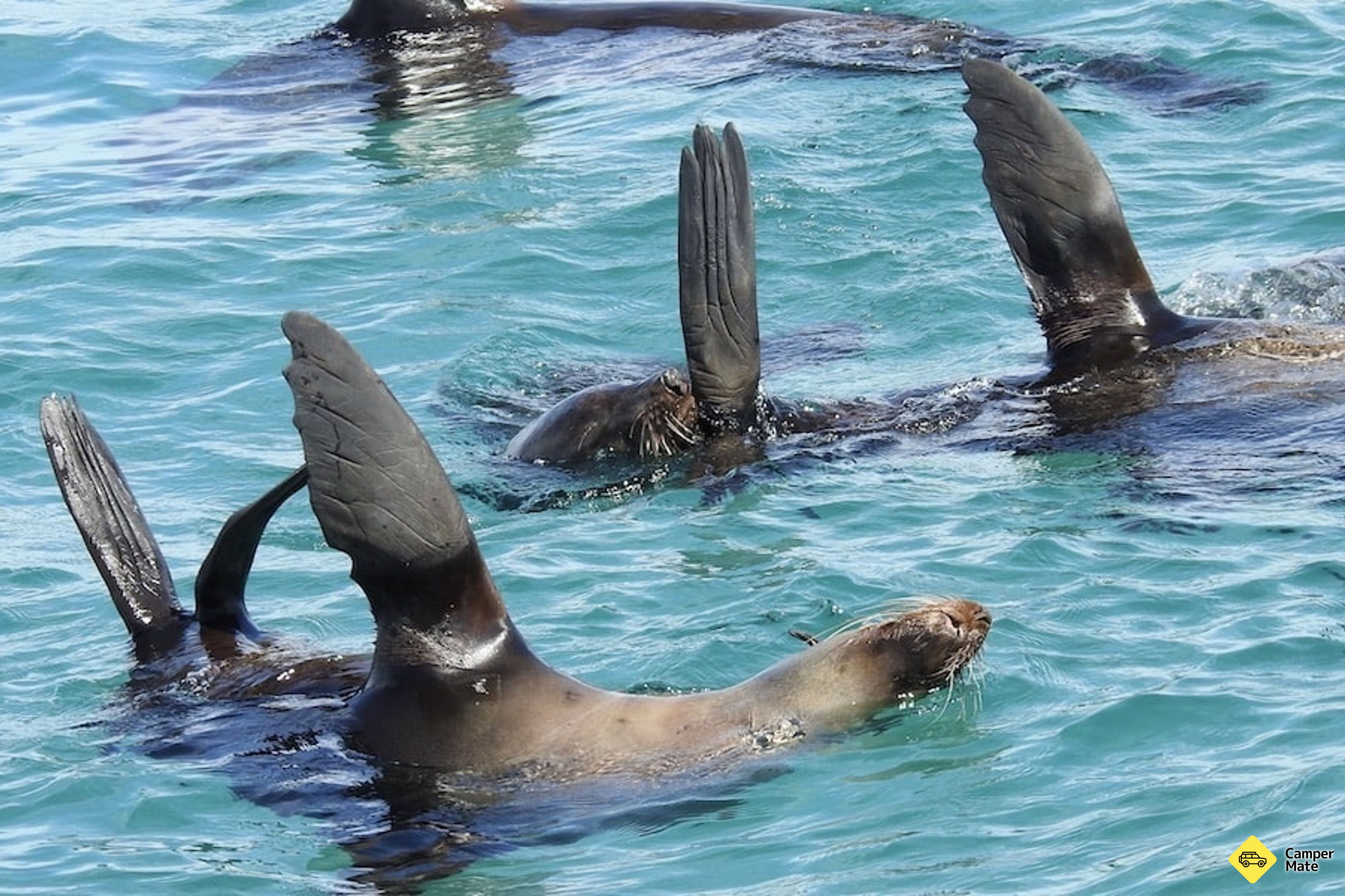 Dolphin and Seal Swim Tour - Queenscliff - Image 3