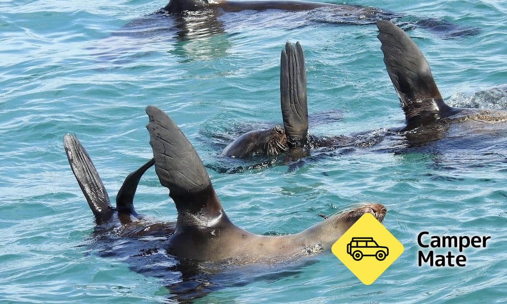 Dolphin and Seal Swim Tour - Queenscliff - Image 3