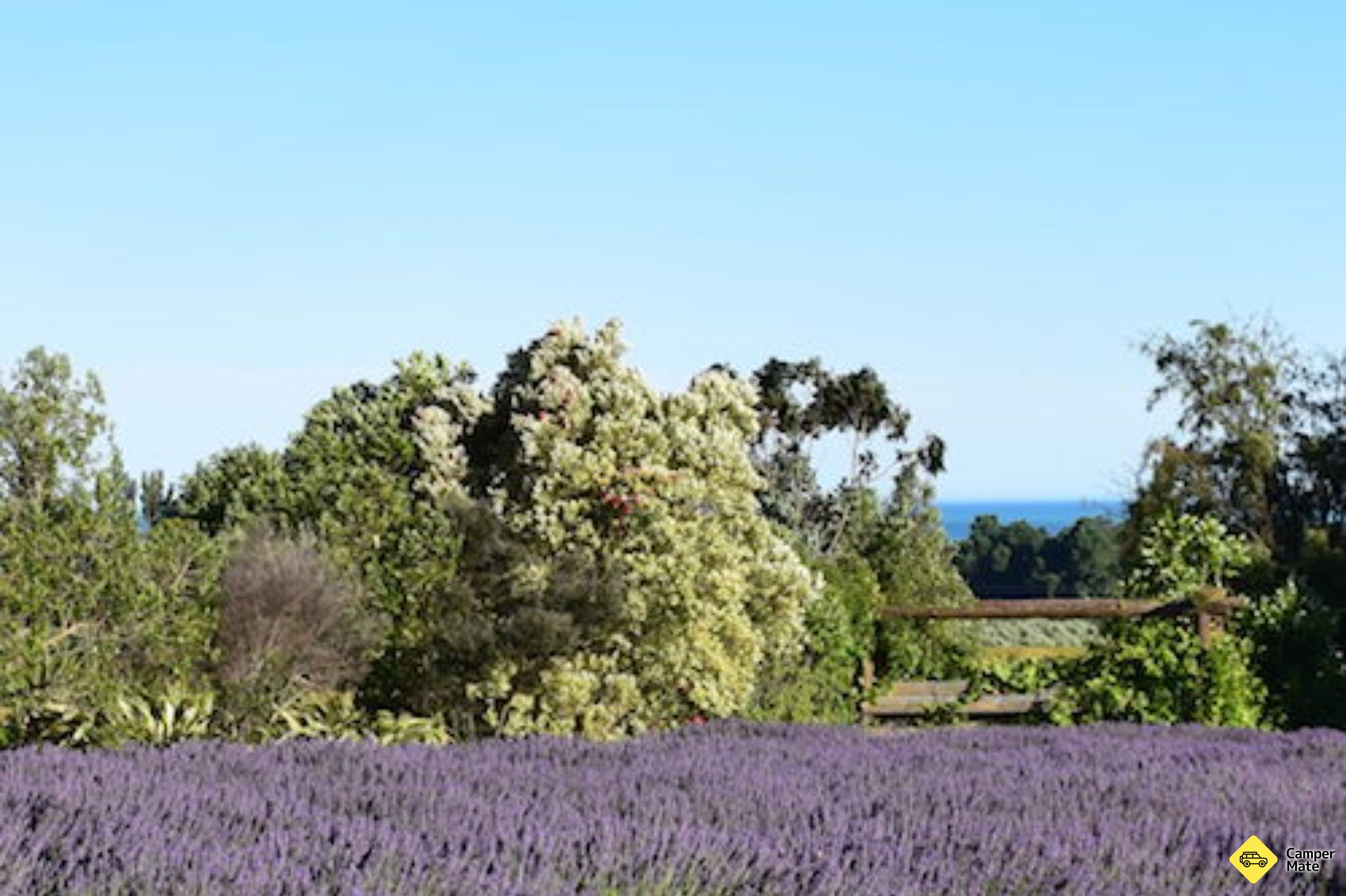 Kaikoura Lavendelfarm - Image 3