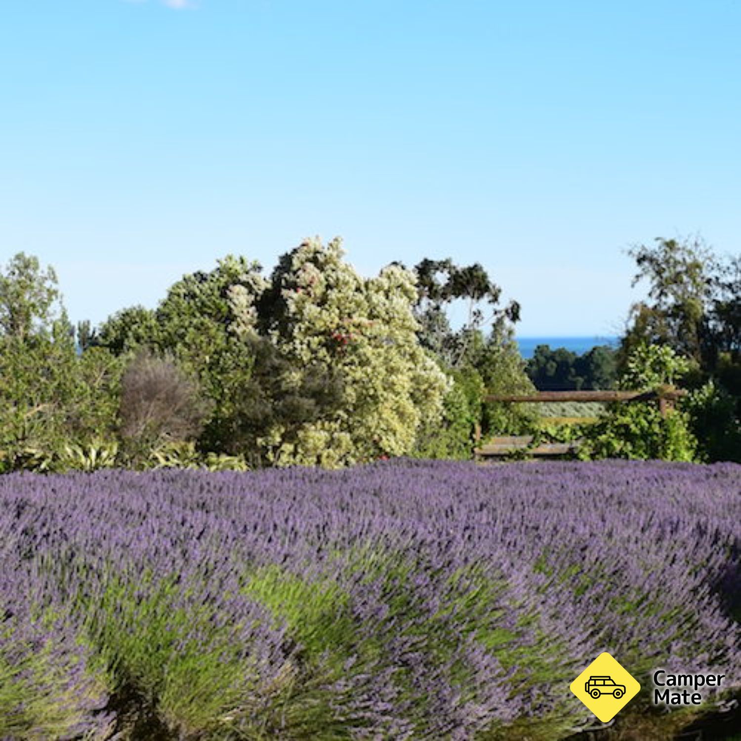 La ferme de la lavande Kaikoura - Image 3