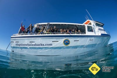 Ningaloo Whaleshark Swim