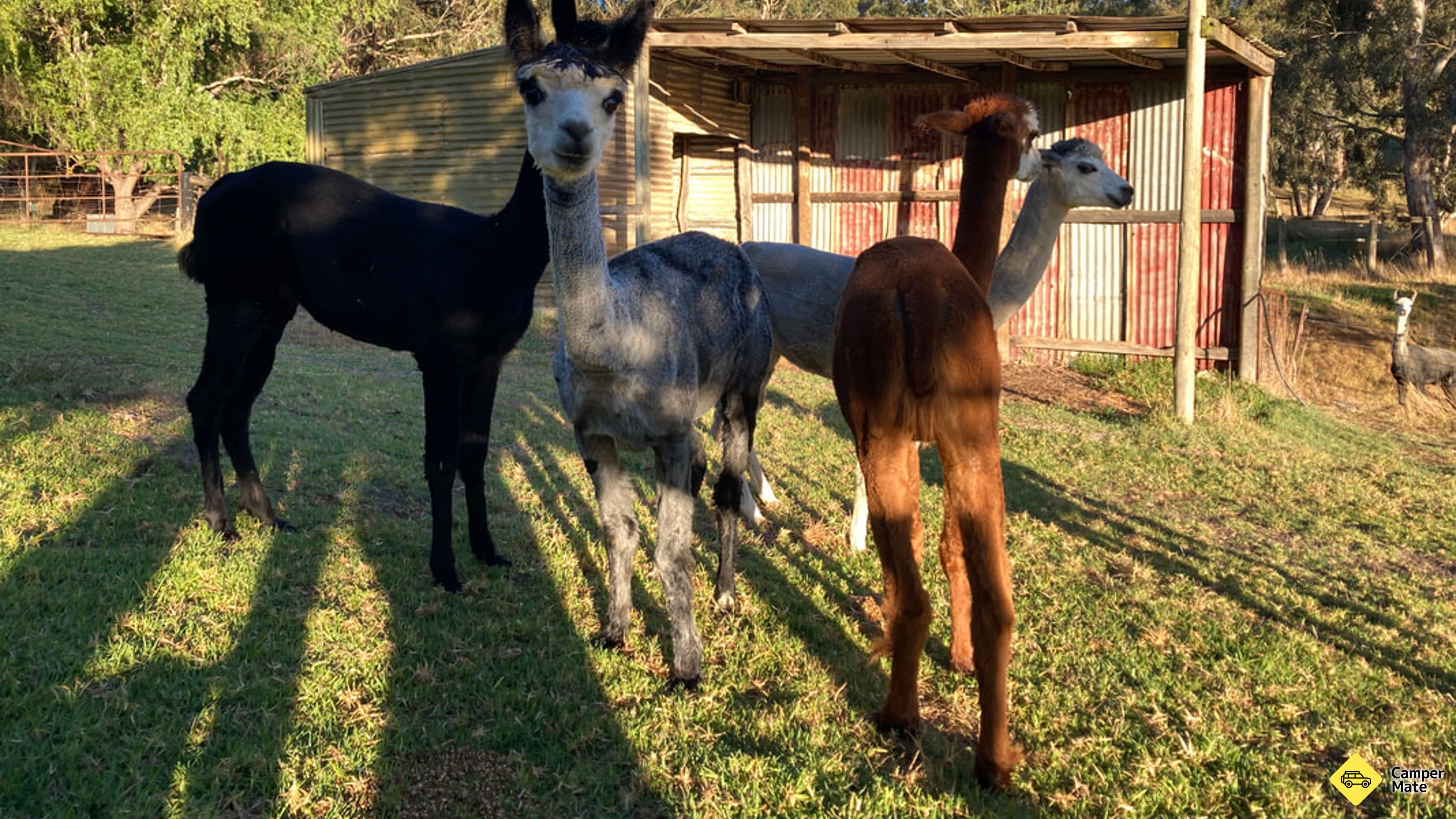 Trang trại Willow Glen Alpaca