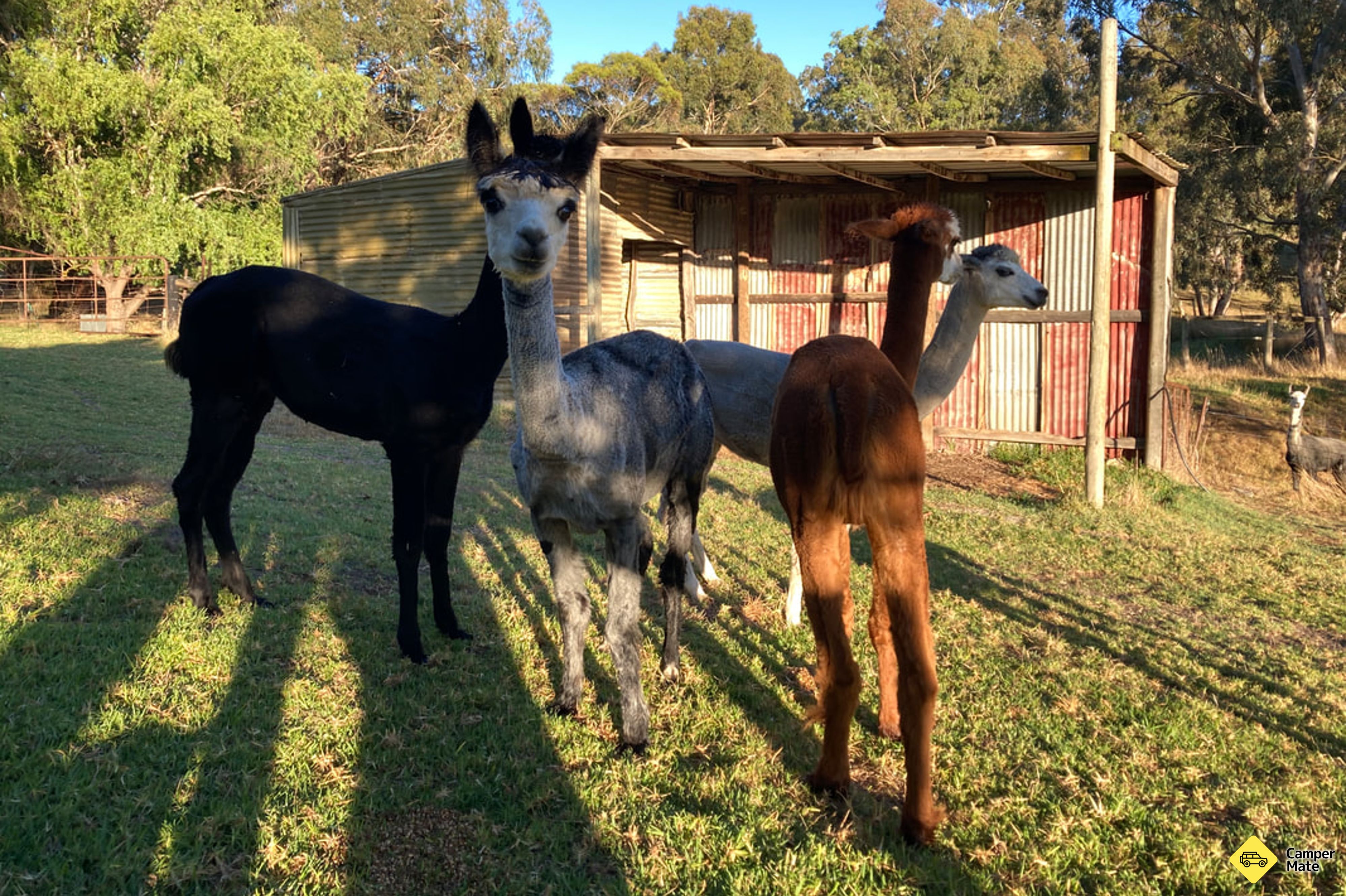 Trang trại Willow Glen Alpaca