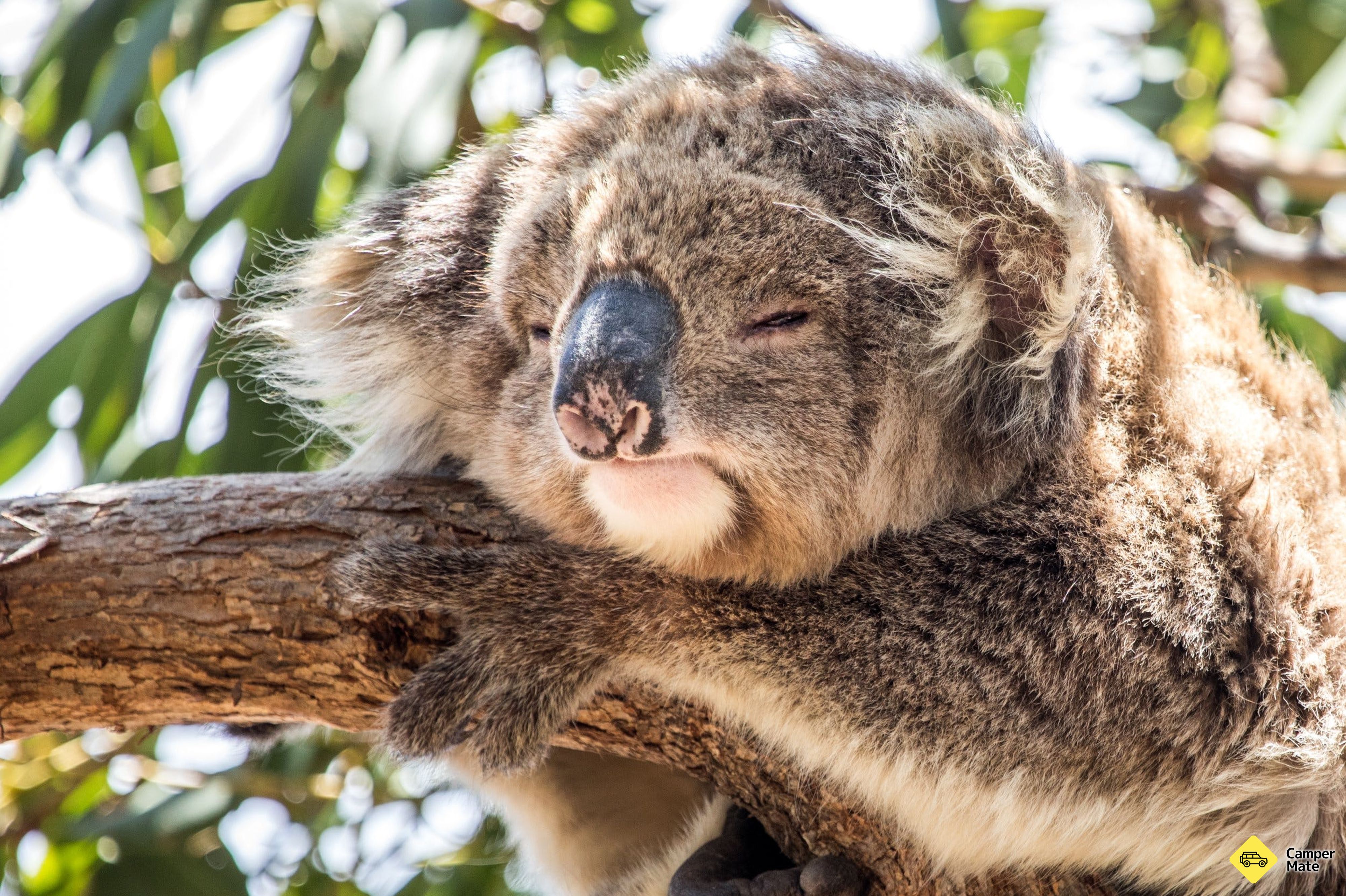 Mikkira Station Koala Sanctuary - Image 3