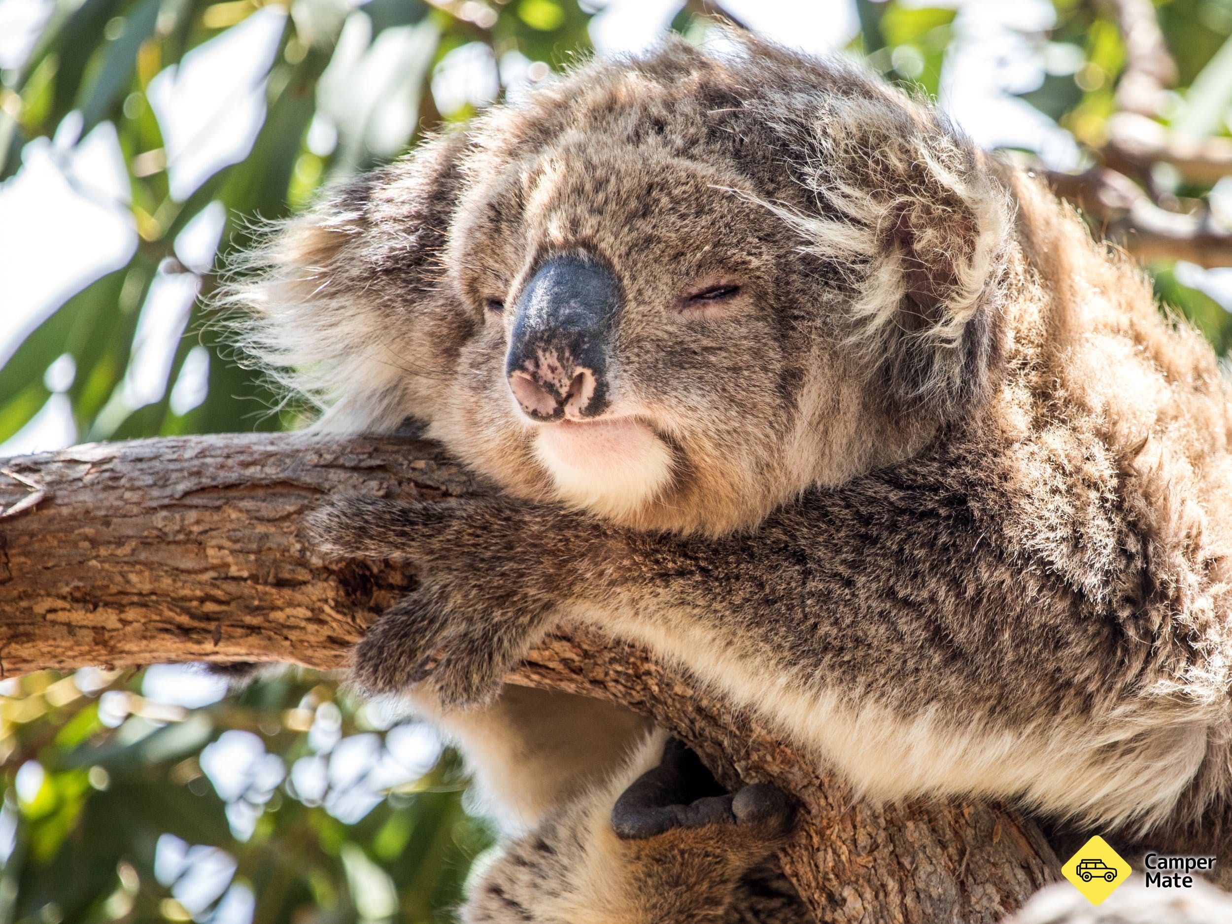 Mikkira Station Koala Sanctuary - Image 3