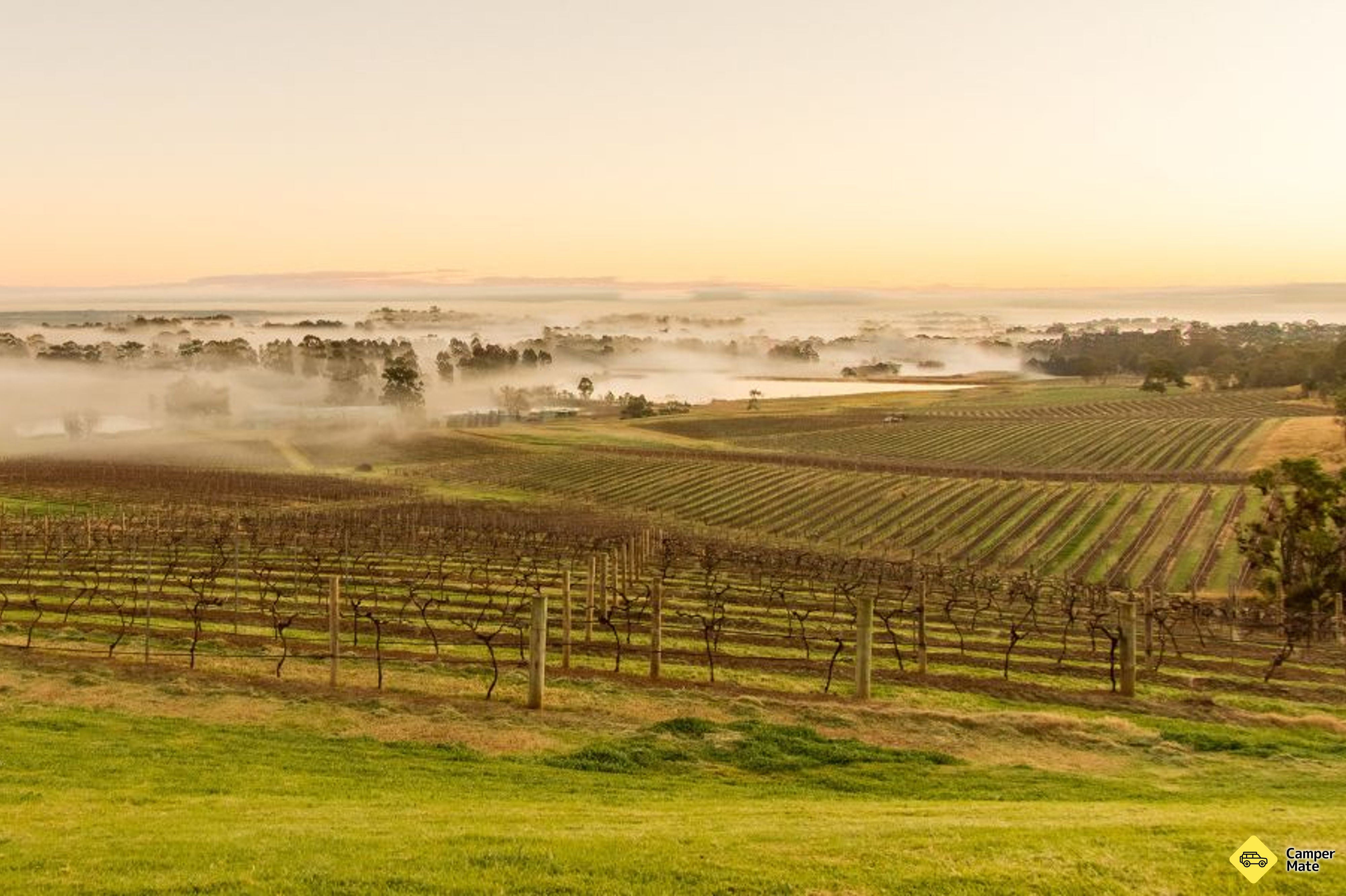 Hunter Valley Wine and Cheese Tasting Experience (Expérience de dégustation de vin et de fromage de Hunter Valley) - Image 3
