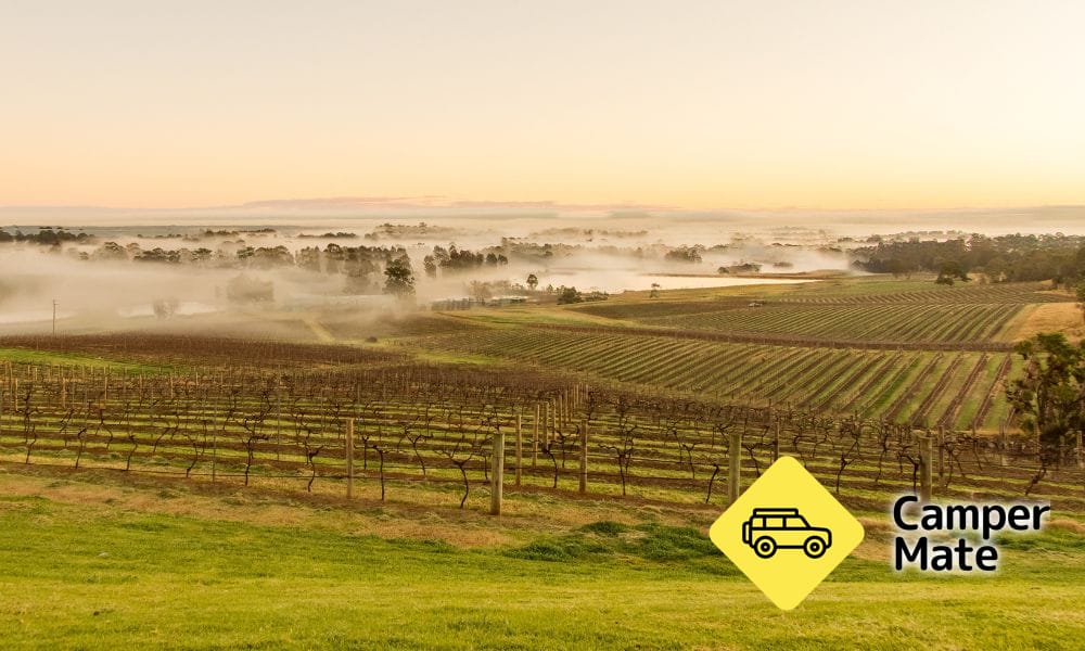 Hunter Valley Wine และ Cheese Tasting ประสบการณ์ - Image 3