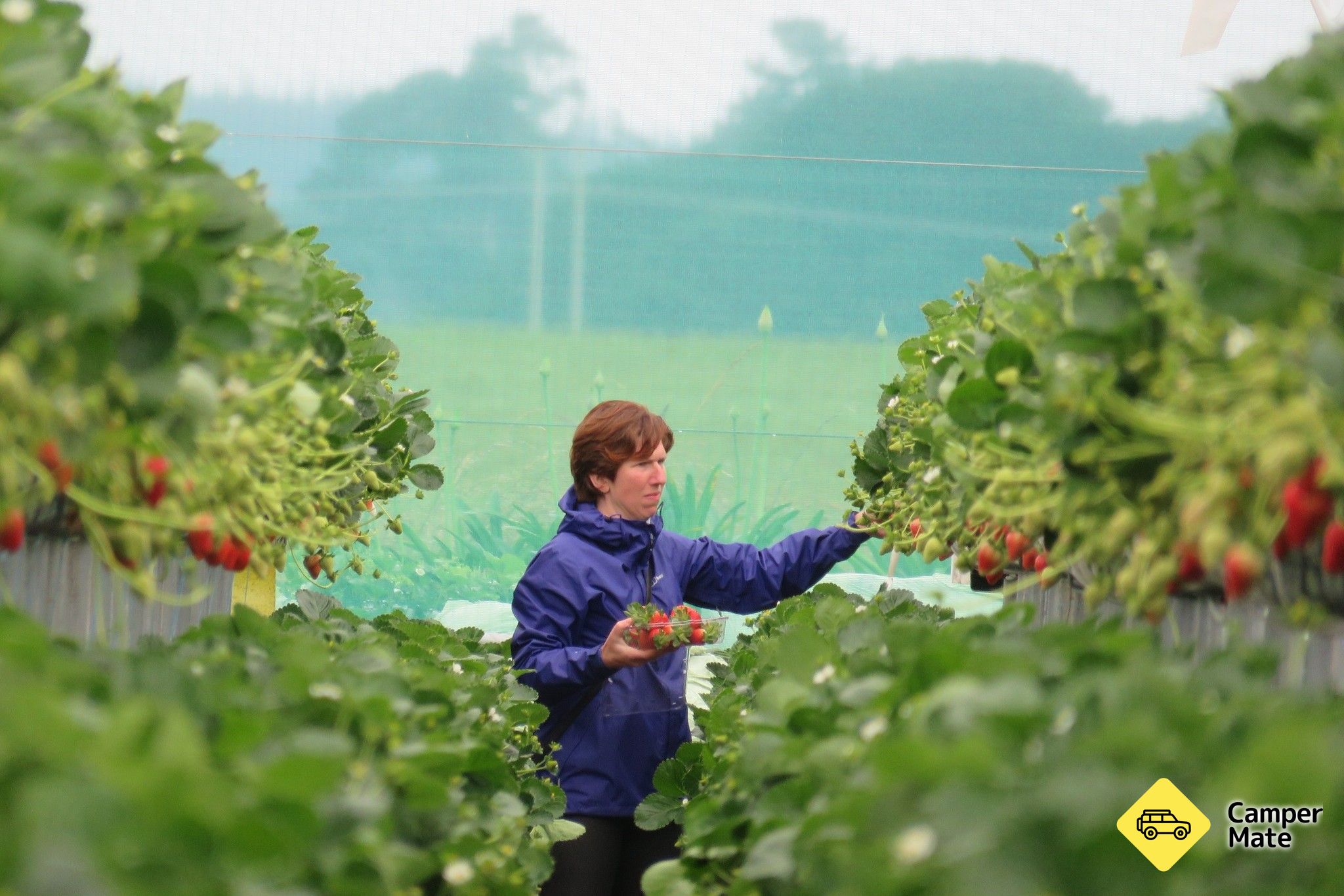 Windermere Gardens Berry Farm - Image 3