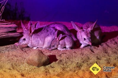Charleville Bilby Expérience