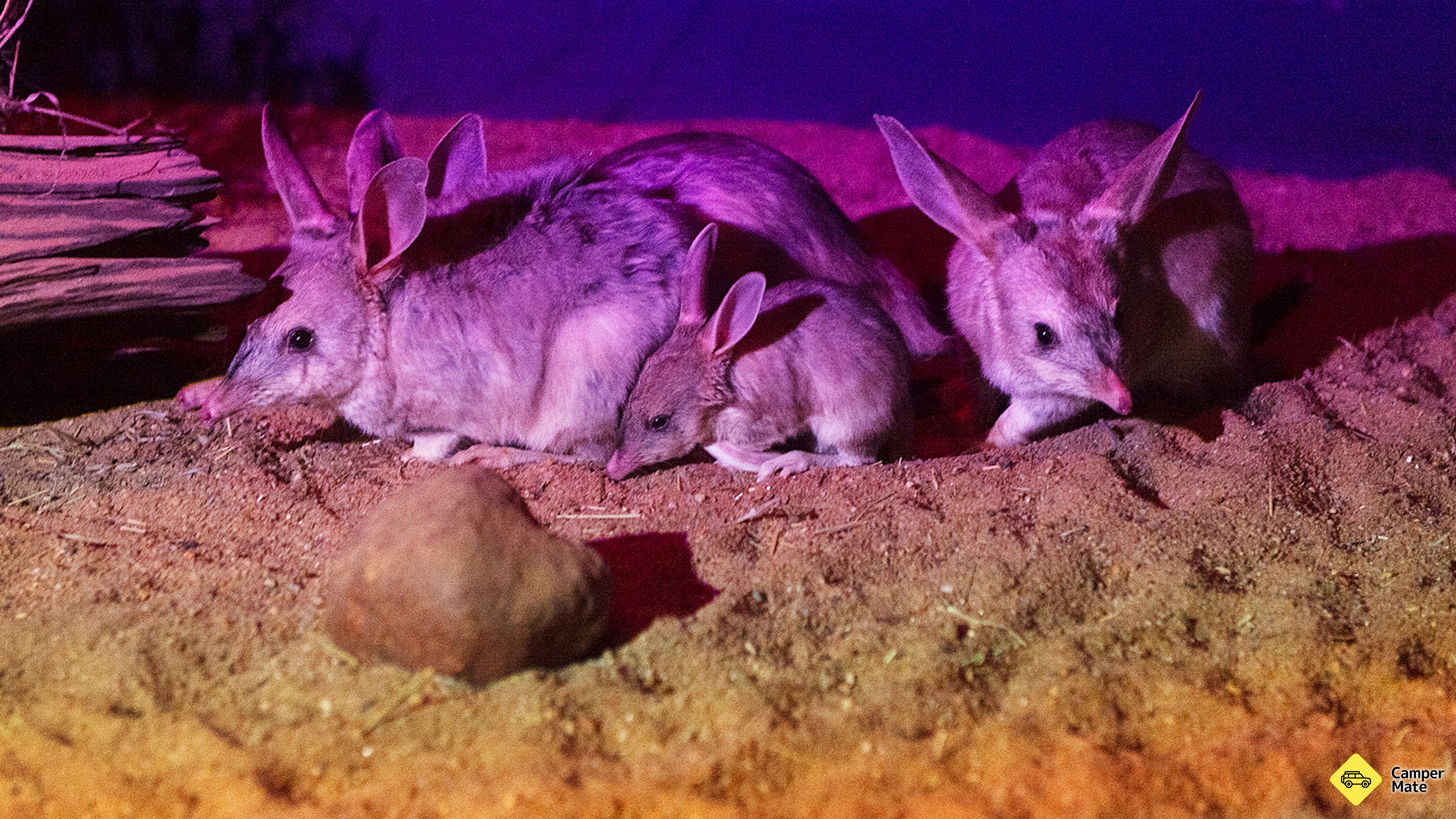 L'esperienza di Charleville Bilby