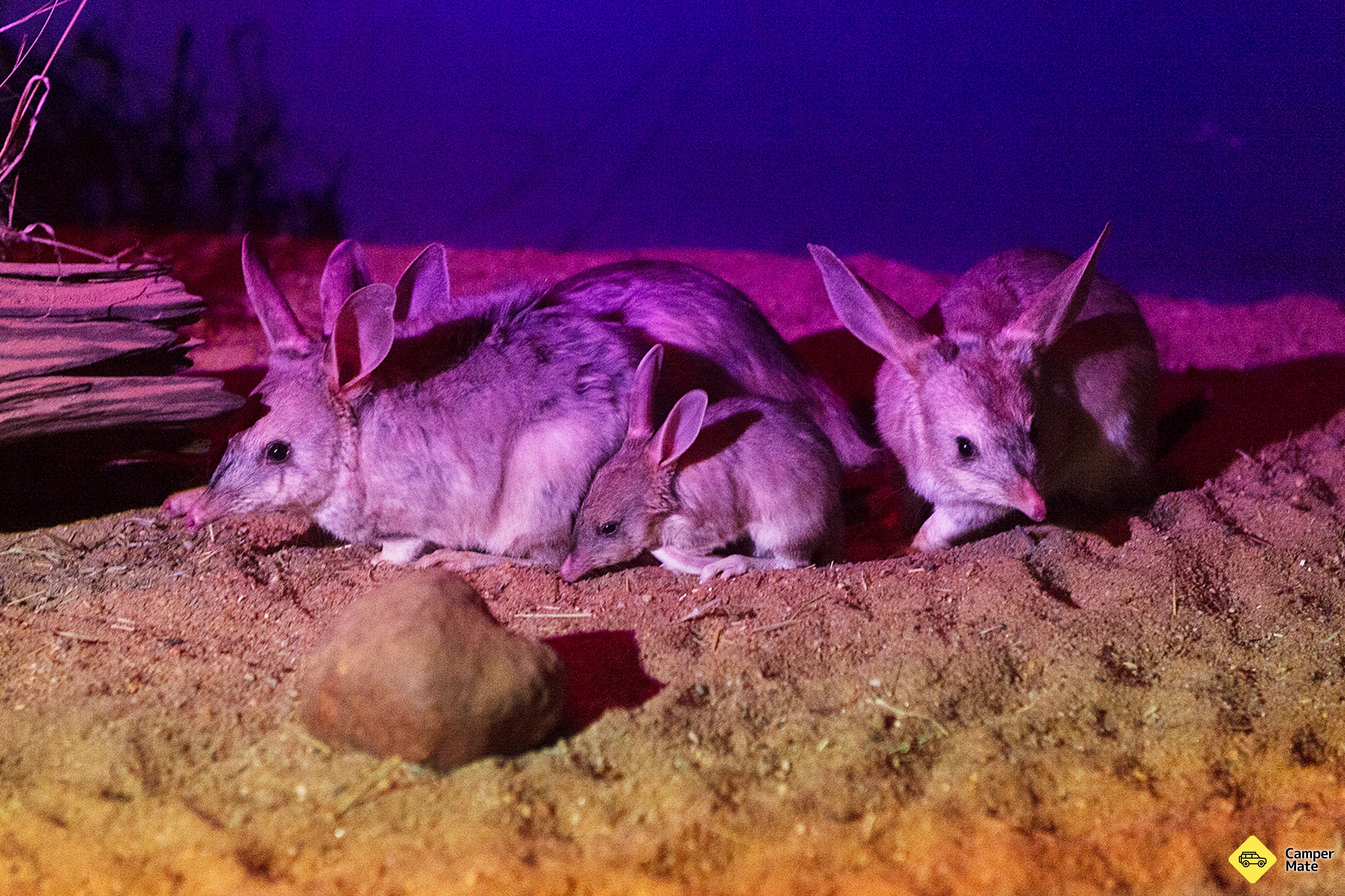 L'esperienza di Charleville Bilby