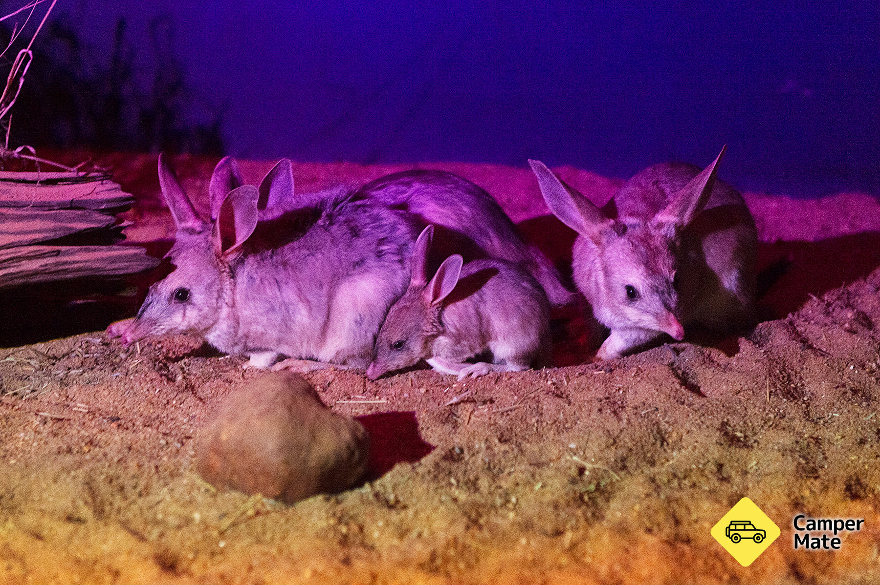 Charleville Bilby ervaringen