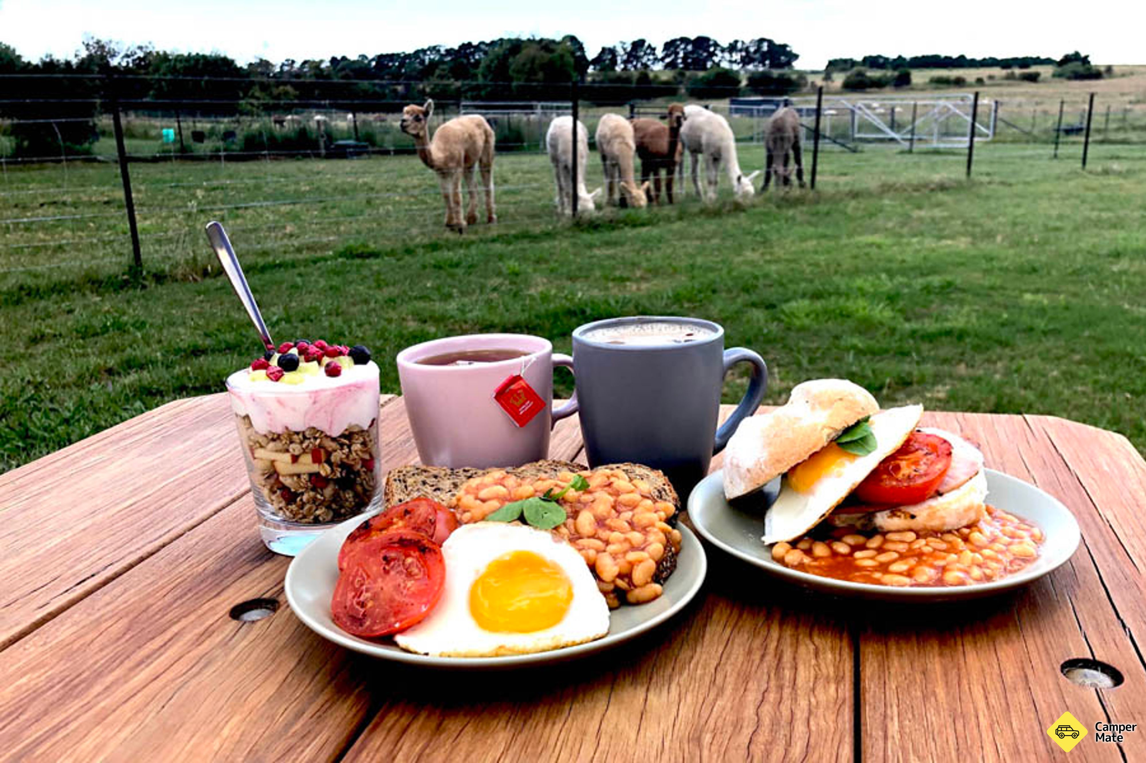 Brunch met de Bunch Alpaca Experience - Image 2