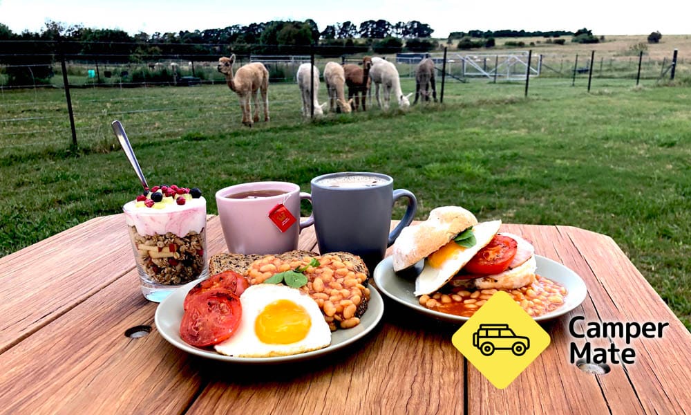 Brunch with the Bunch Alpaca Experience - Image 2