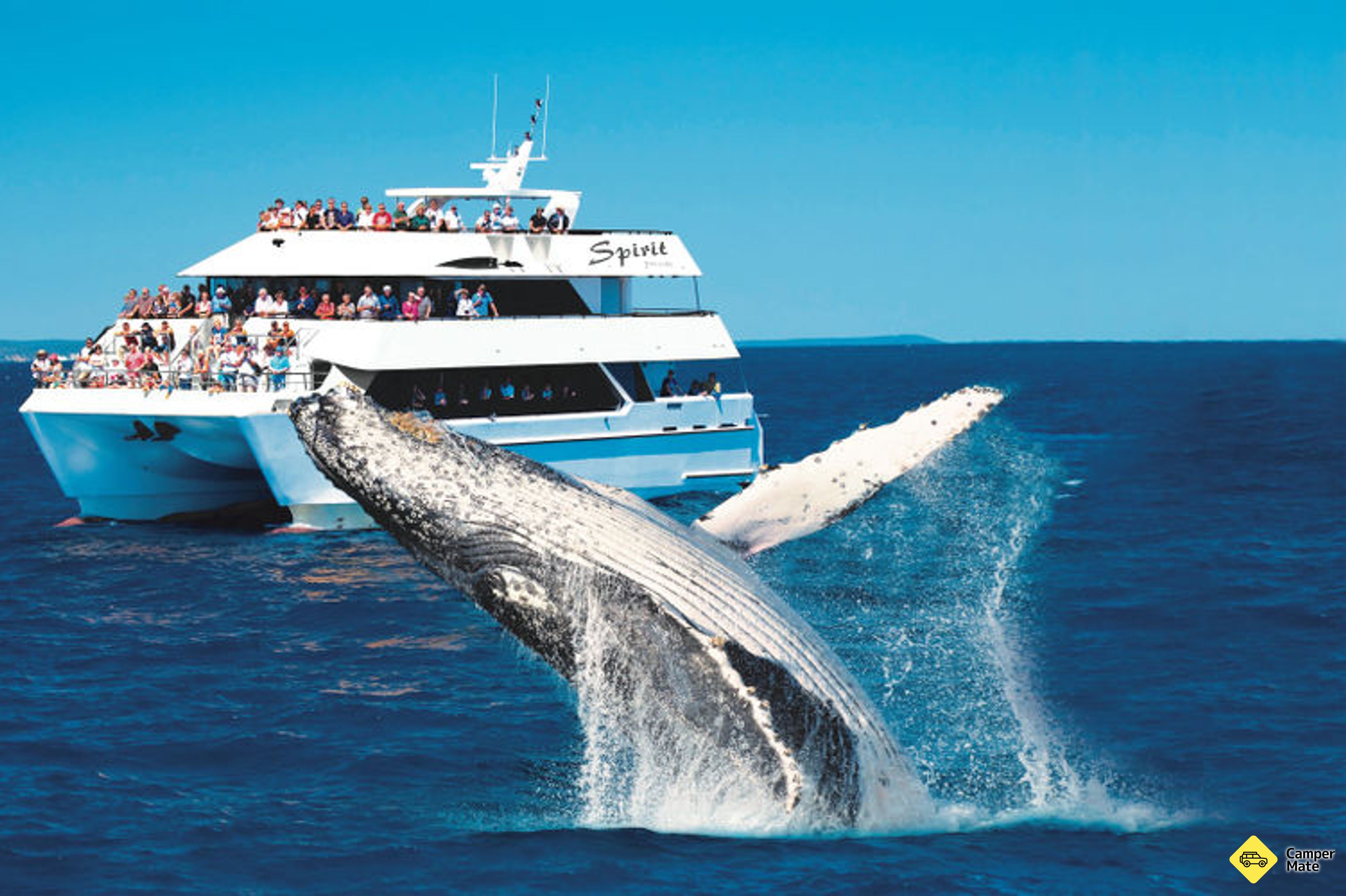 Hervey Bay Half Day Whale Watching Cruise yakınlarında yapılacak şeyler - Image 3