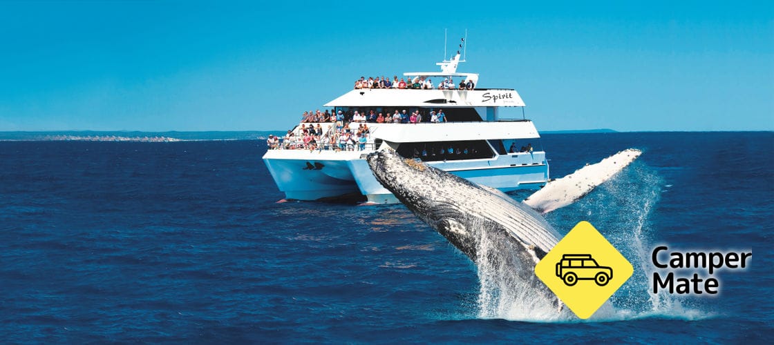 Hervey Bay Half Day Whale Watching Cruise - Image 3