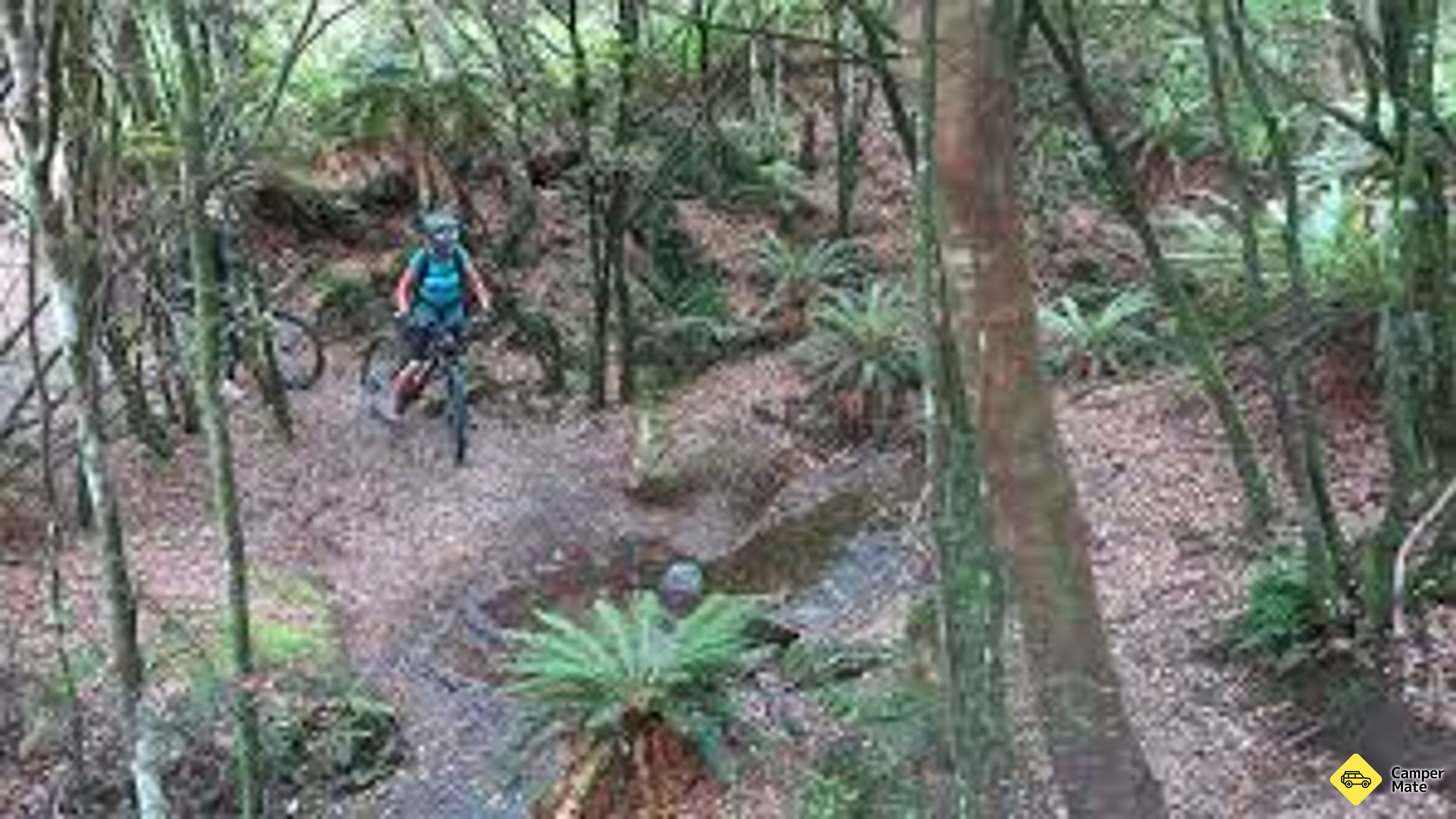 Tree Trunk Gorge Track