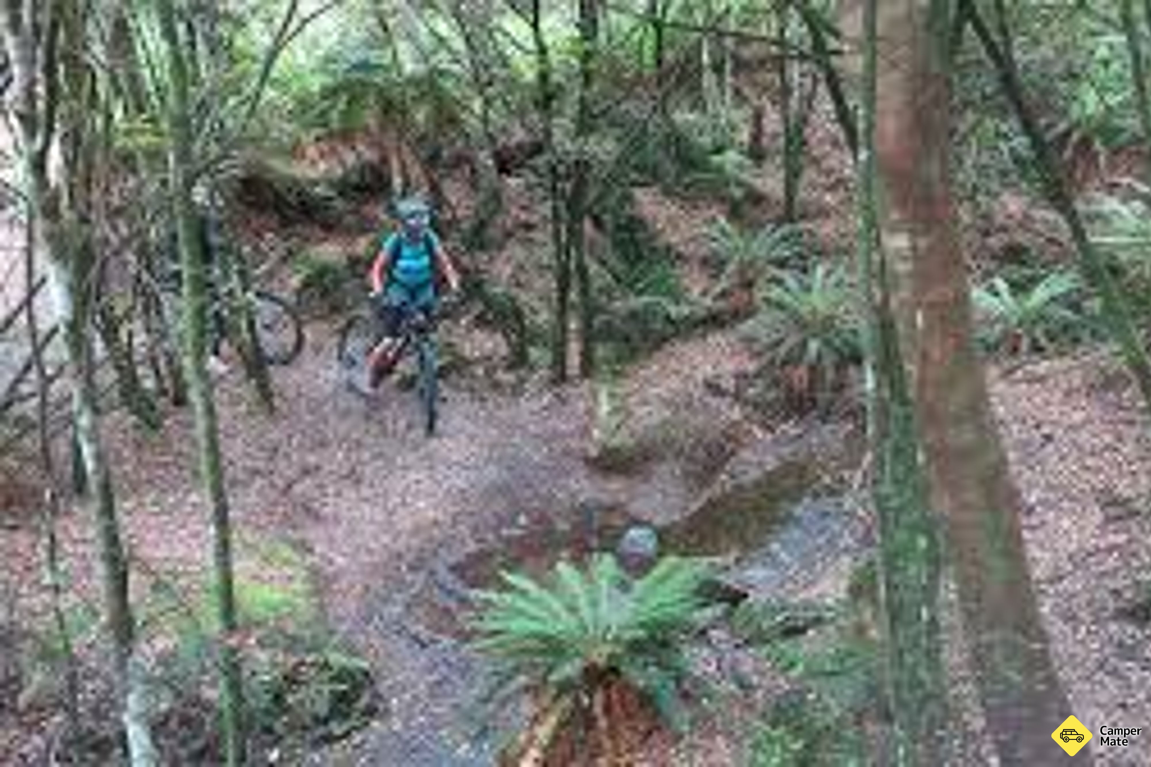 Tree Trunk Gorge Track