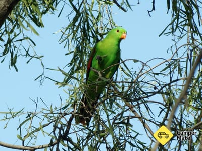 Roma Bush Gardens Walk