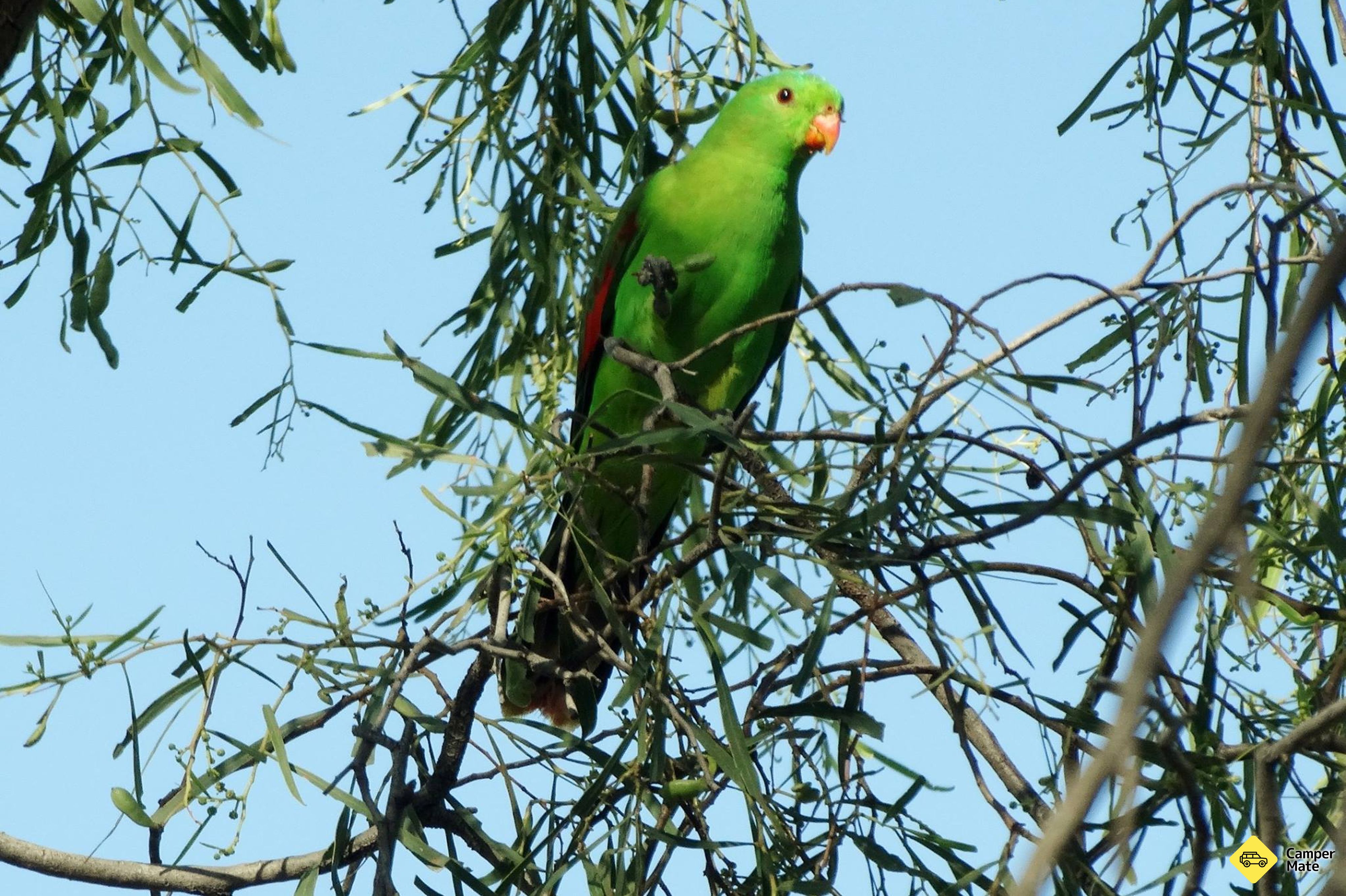 रोम बुश गार्डन Walk