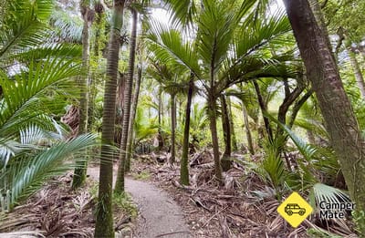 Nikau Walk