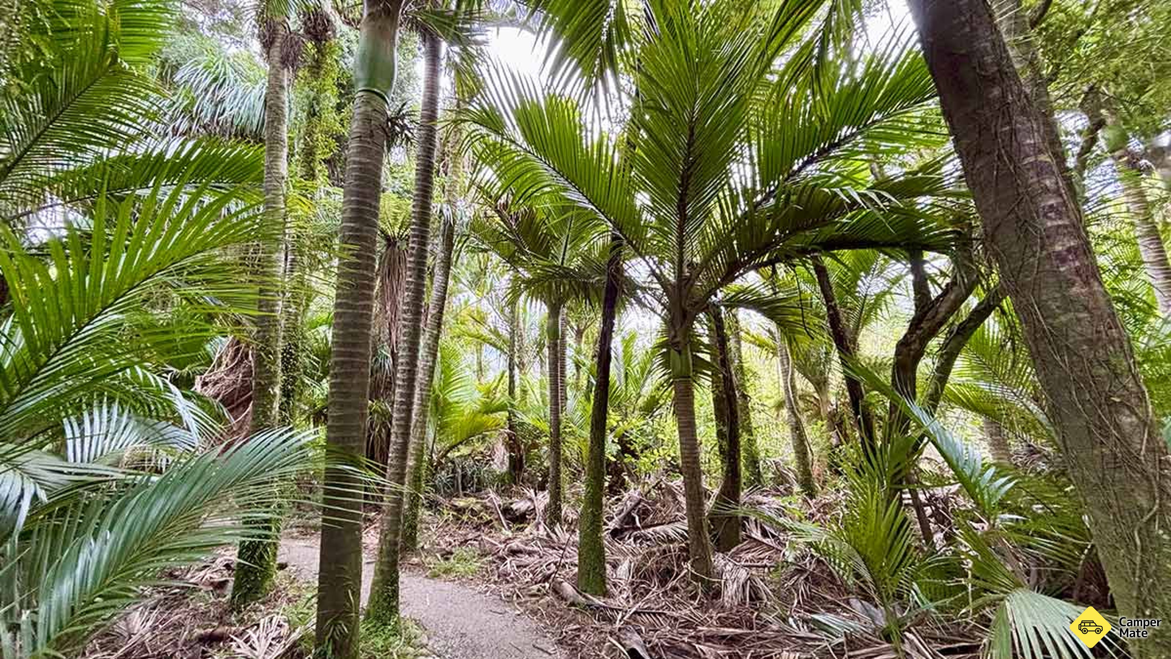 Nikau Walk