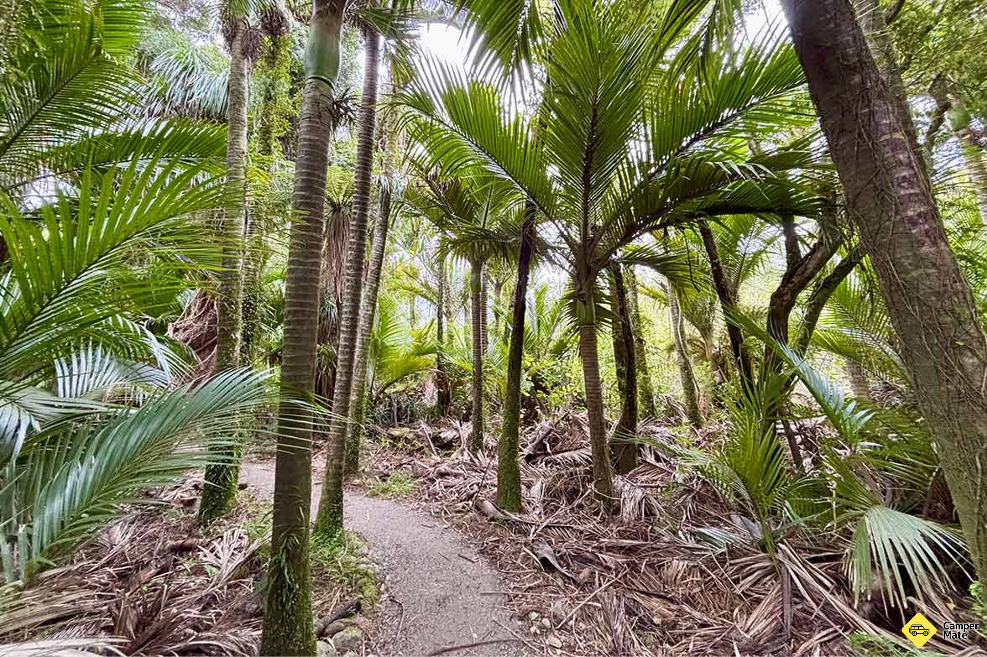 Nikau Walk