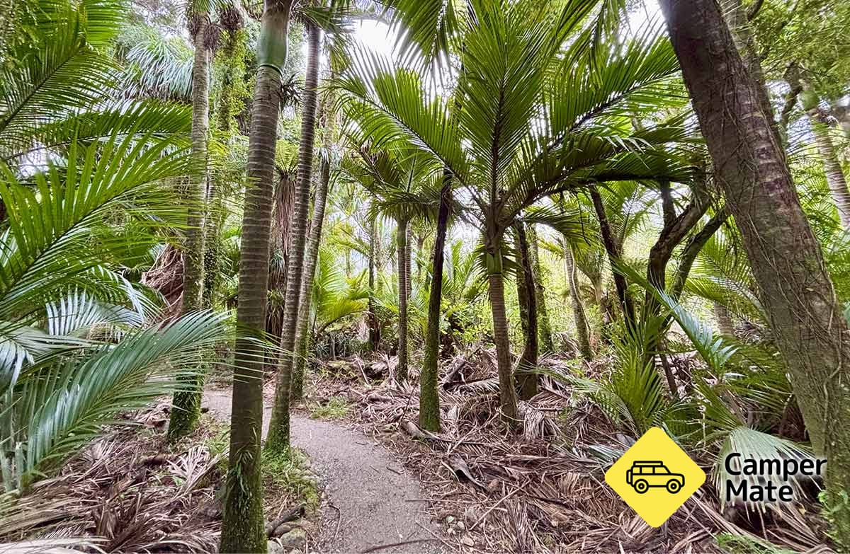 Nikau Walk