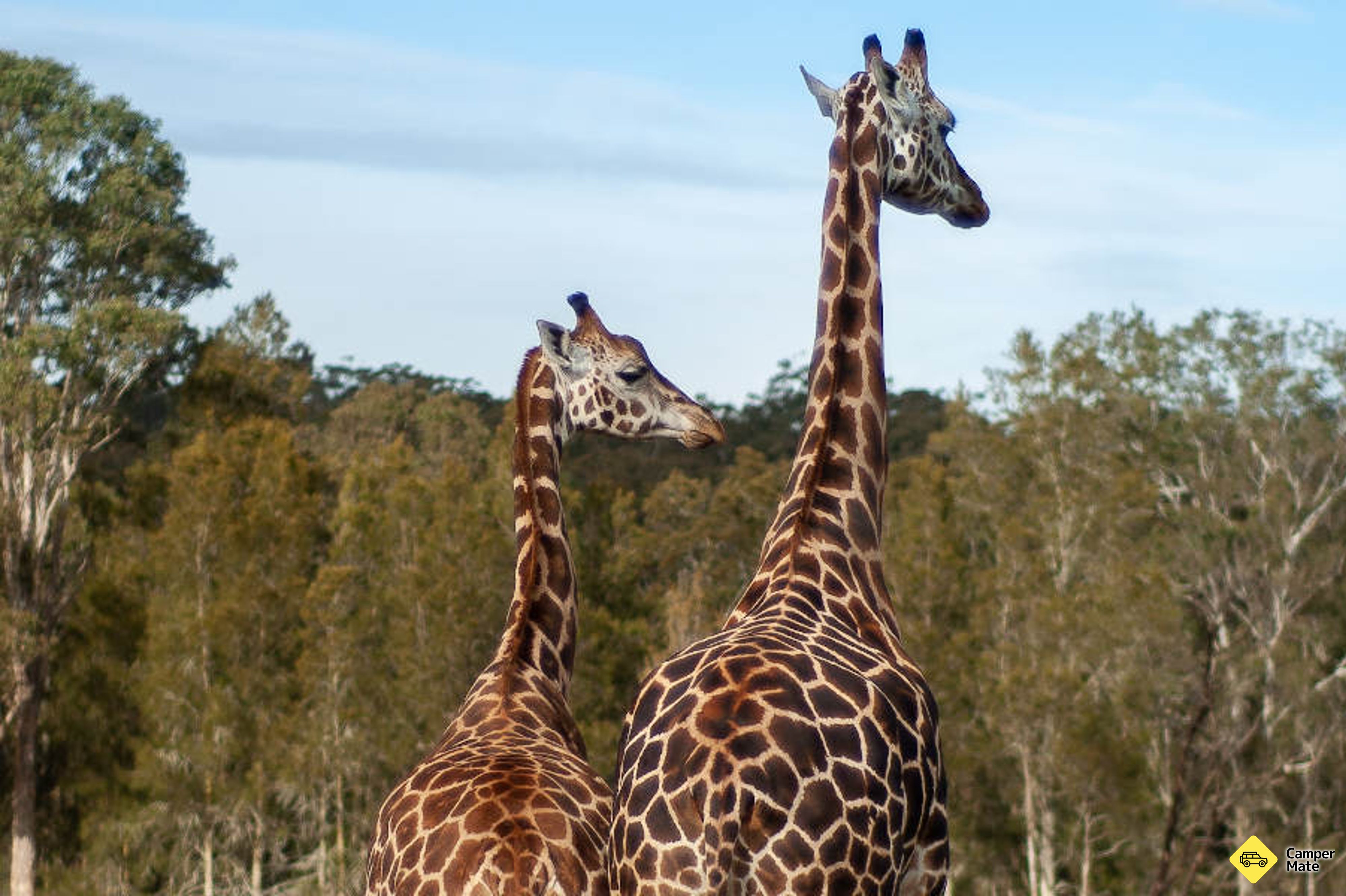 Acesso ao Mogo Wildlife Park - Image 2