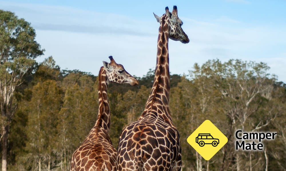 مطار Mogo Wildlife Park - Image 2