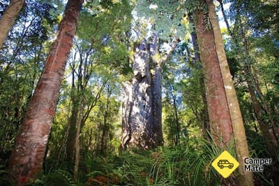 Cztery Siostry Kauri Walk