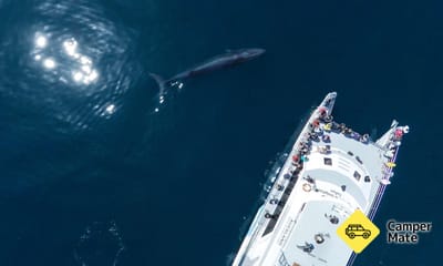 Whale and Dolphin Safari in Auckland