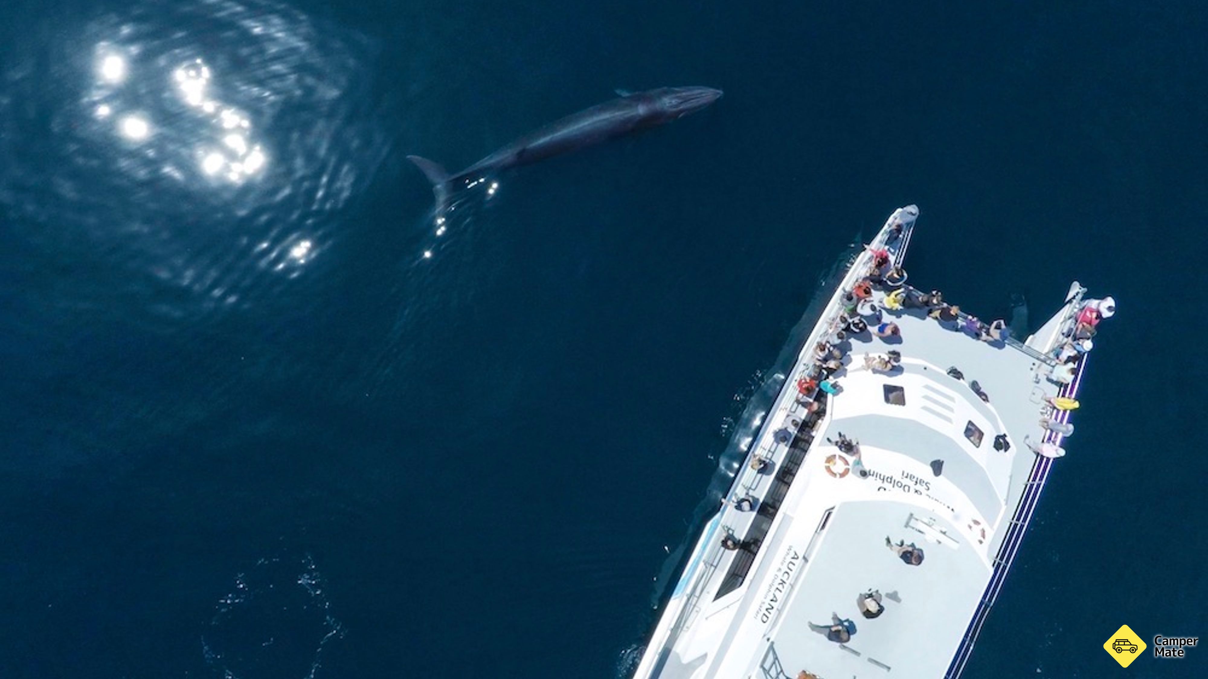 Safari des baleines et des dauphins à Auckland