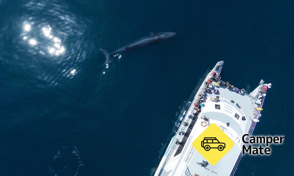 Whale and Dolphin Safari in Auckland