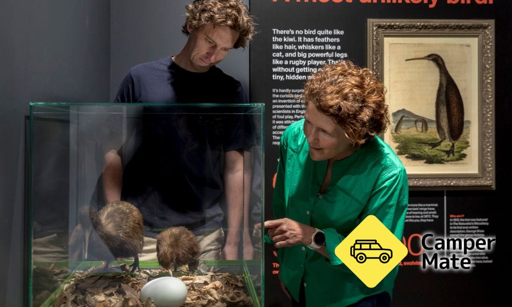 National Kiwi Hatchery - Image 2