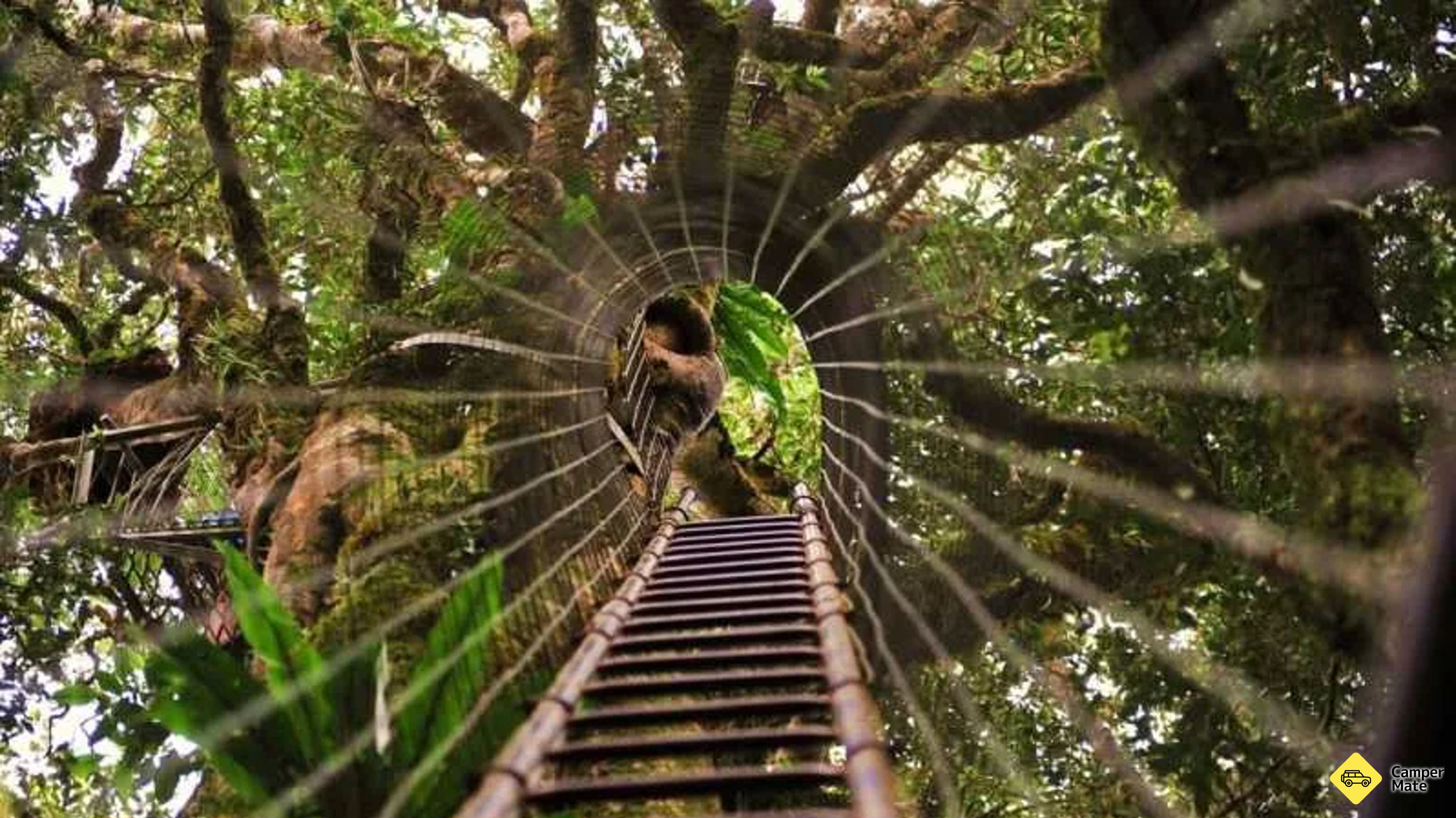 O’Reilly’s Booyong Tree Top Walk
