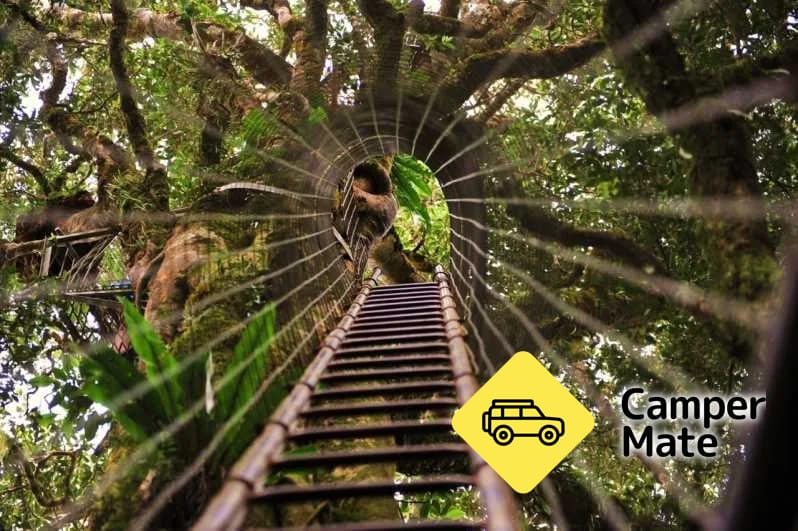 O’Reilly’s Booyong Tree Top Walk