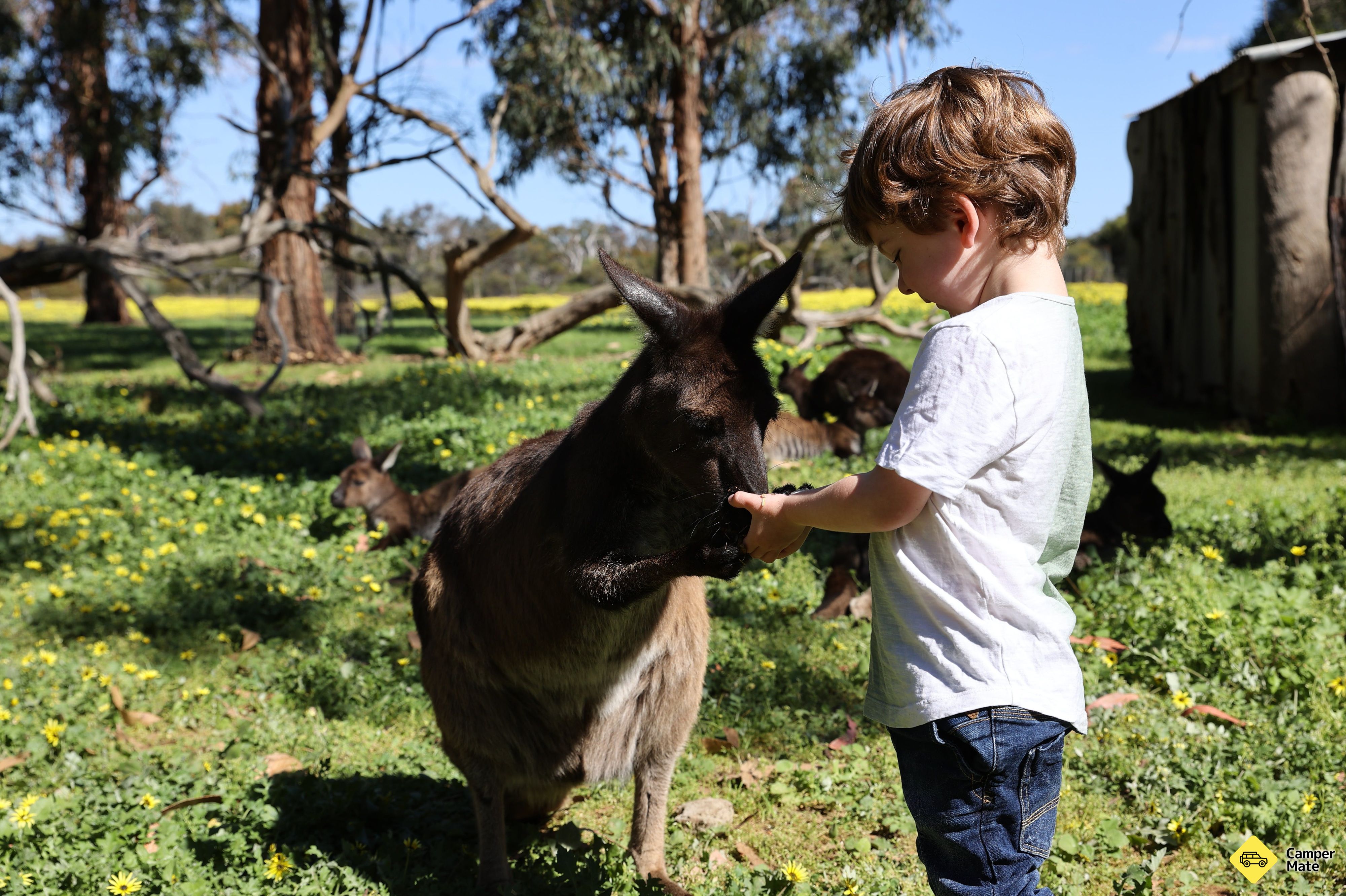 Restauracje w pobliżu Kangaroo Island Wildlife Park - Image 2