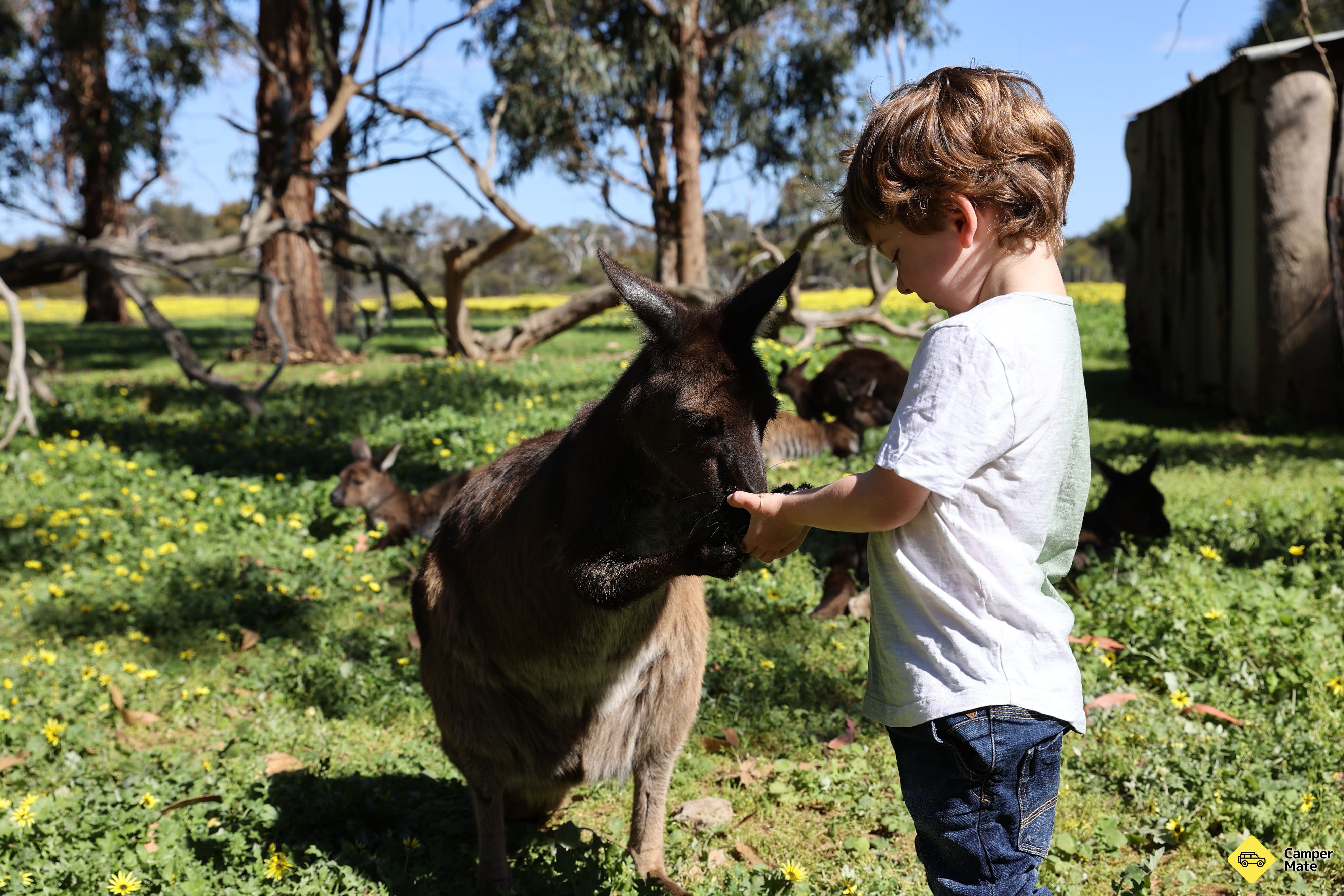 Restauracje w pobliżu Kangaroo Island Wildlife Park - Image 2
