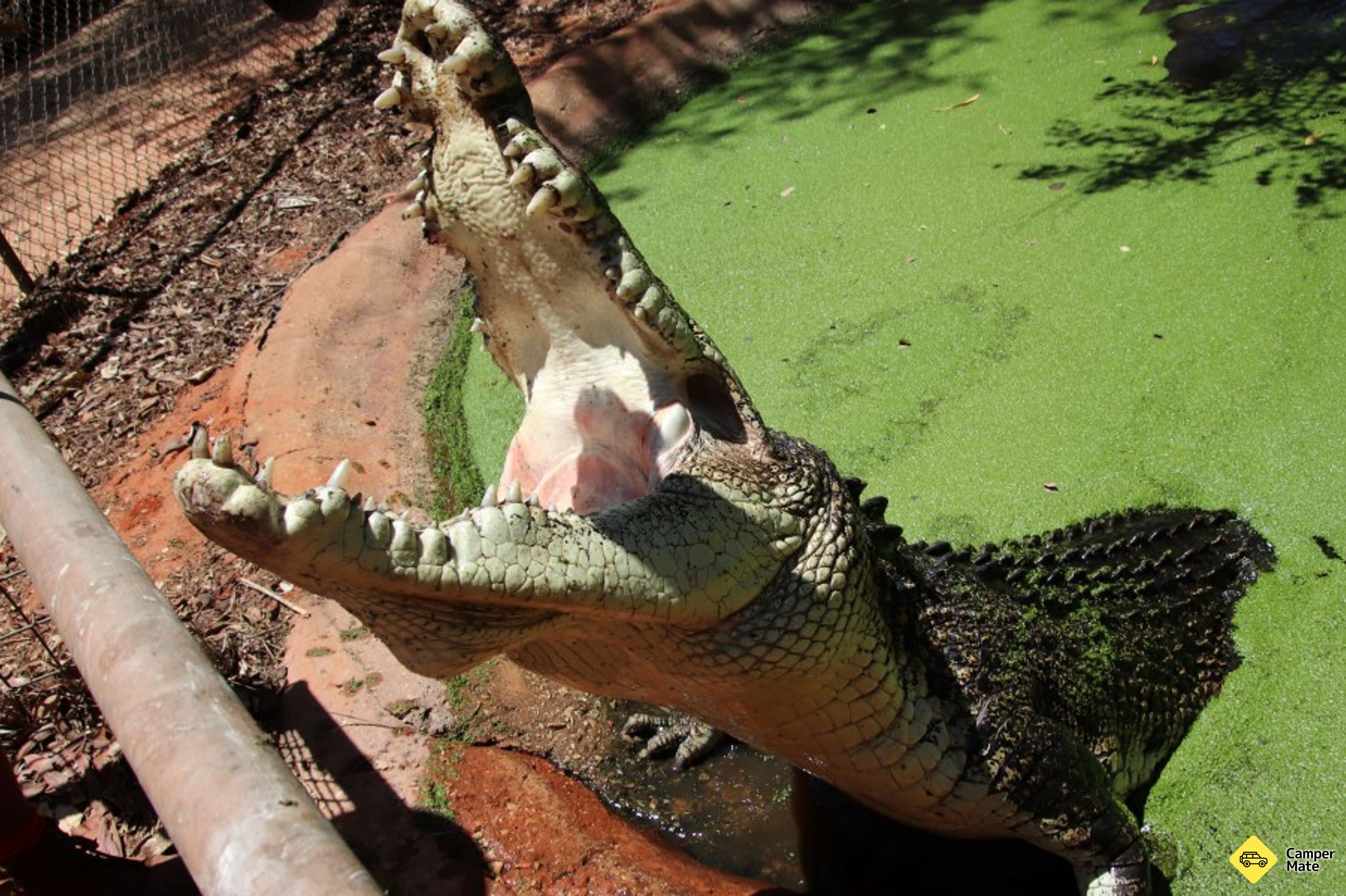 Malcolm Douglas Crocodile Park के बारे में राय