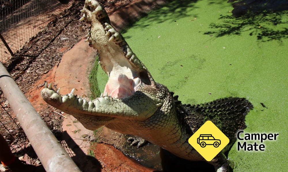 Malcolm Douglas Crocodile Park