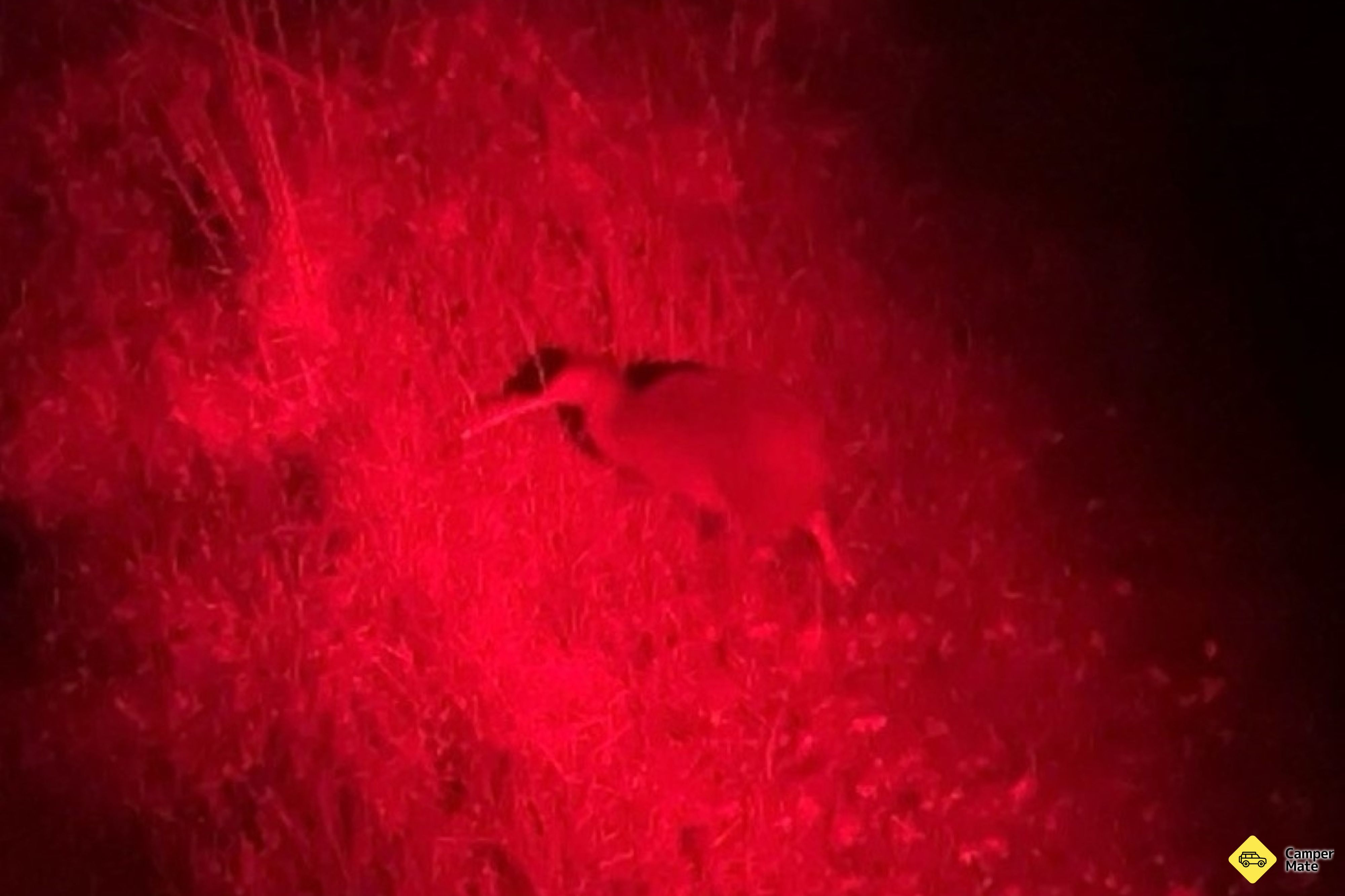 Stargazing & Wild Kiwi Tours(スターガジング&ワイルドキウイツアー) - Image 2