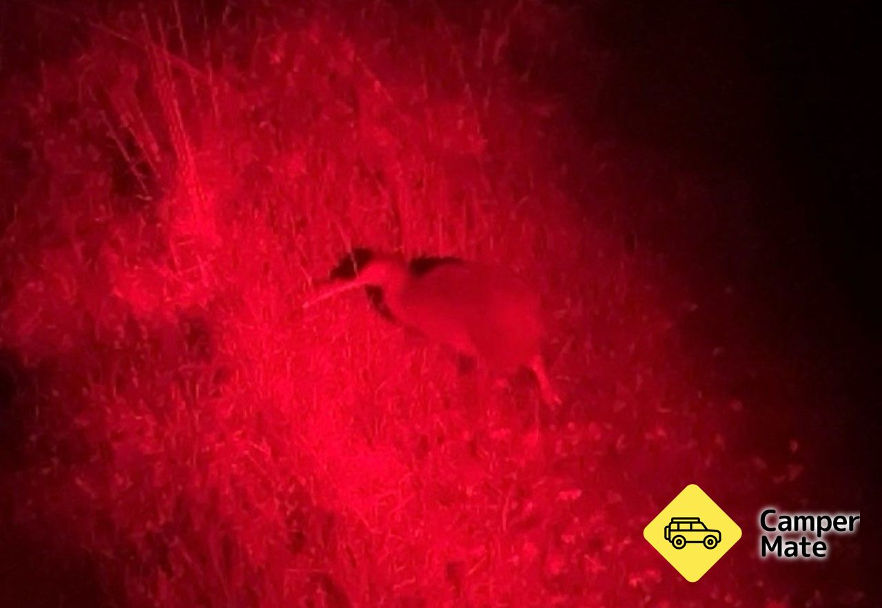 Stargazing & Wild Kiwi Tours - Image 2